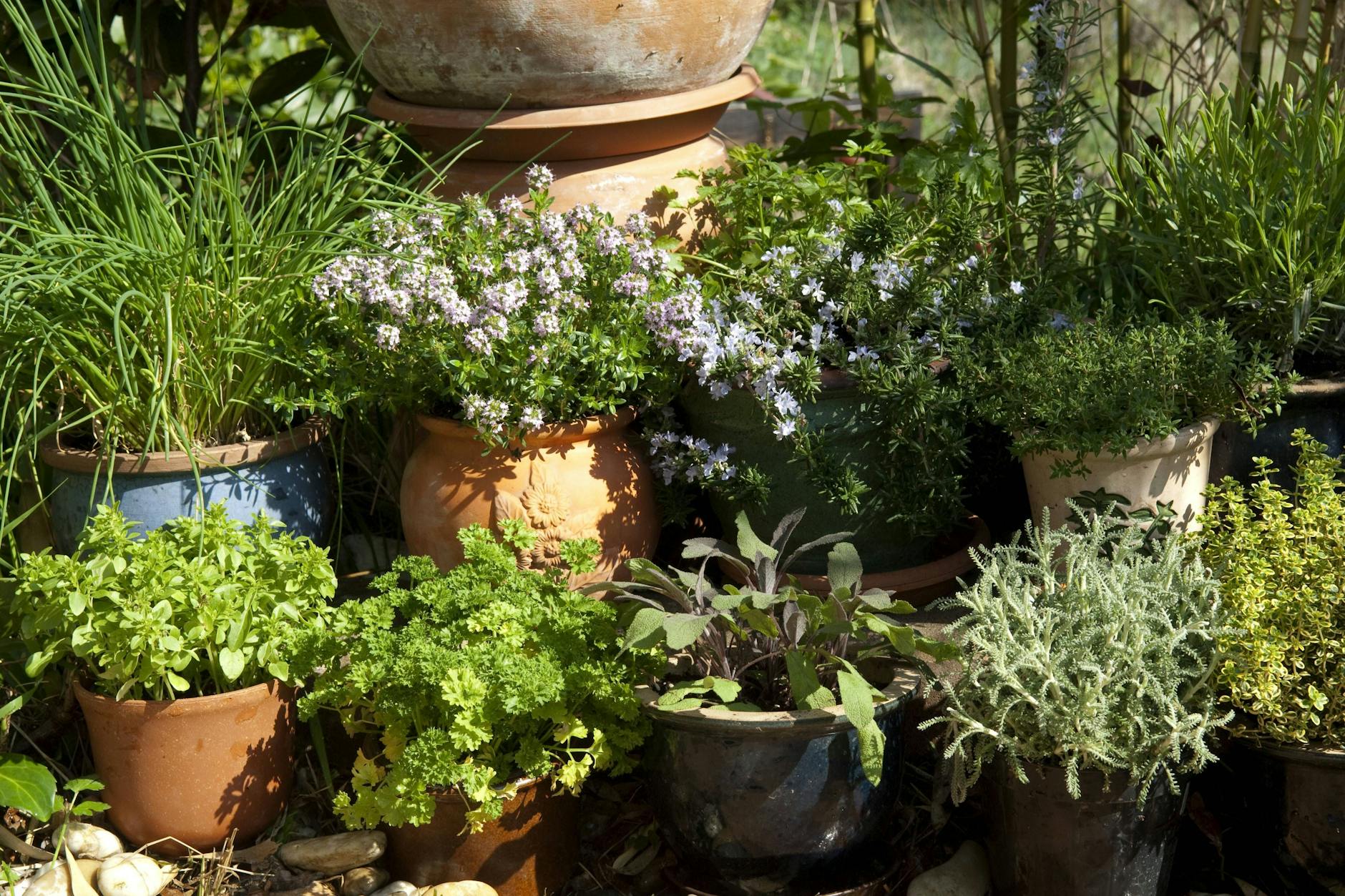 Vereinen gleich mehrere Vorteile auf sich: Küchenkräuter auf Fensterbrettern und Balkon