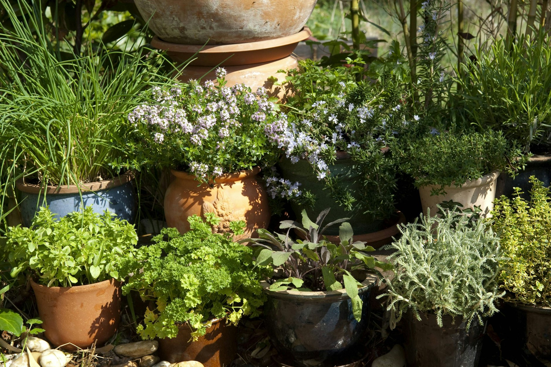 Vereinen gleich mehrere Vorteile auf sich: Küchenkräuter auf Fensterbrettern und Balkon