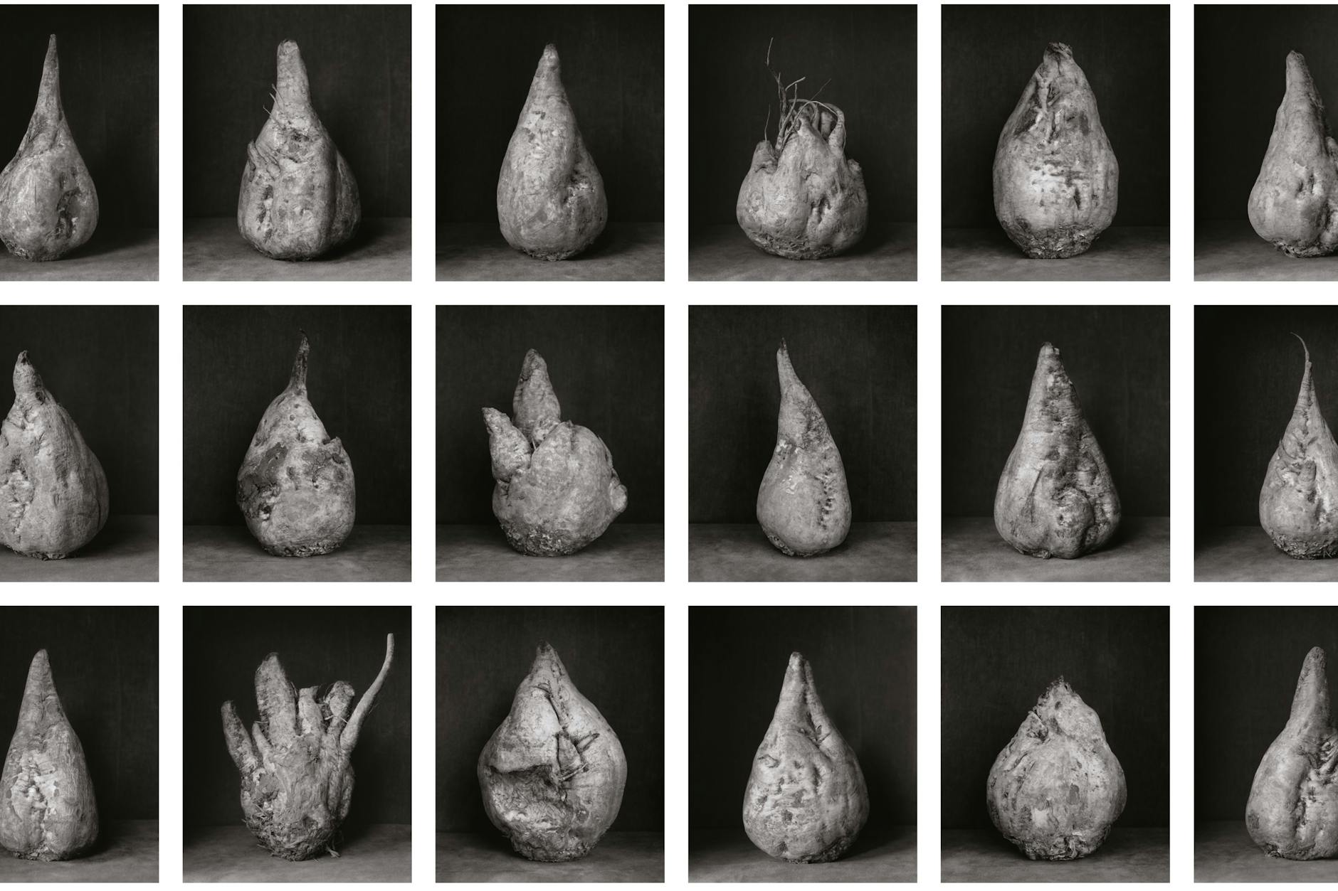 Das Plakat zur „Rübenkampagne“ von Ingar Krauss (Ausschnitt)