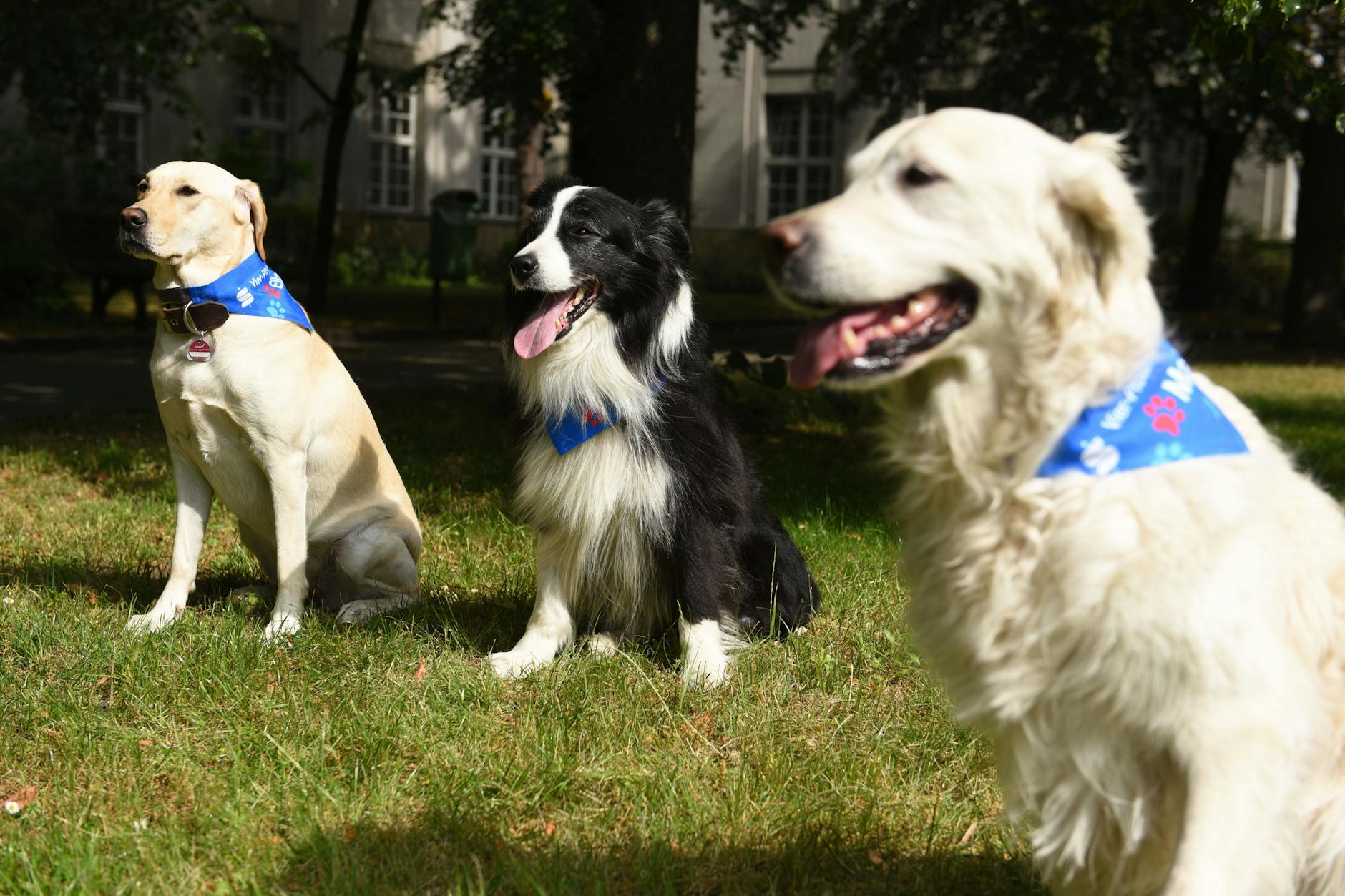 Gipfeltreffen der Therapie-Hunde: Ella, Lewis-Oskar und Maja kommen in Sana-Kliniken in Berlin und Brandenburg regelmäßig zum Einsatz.