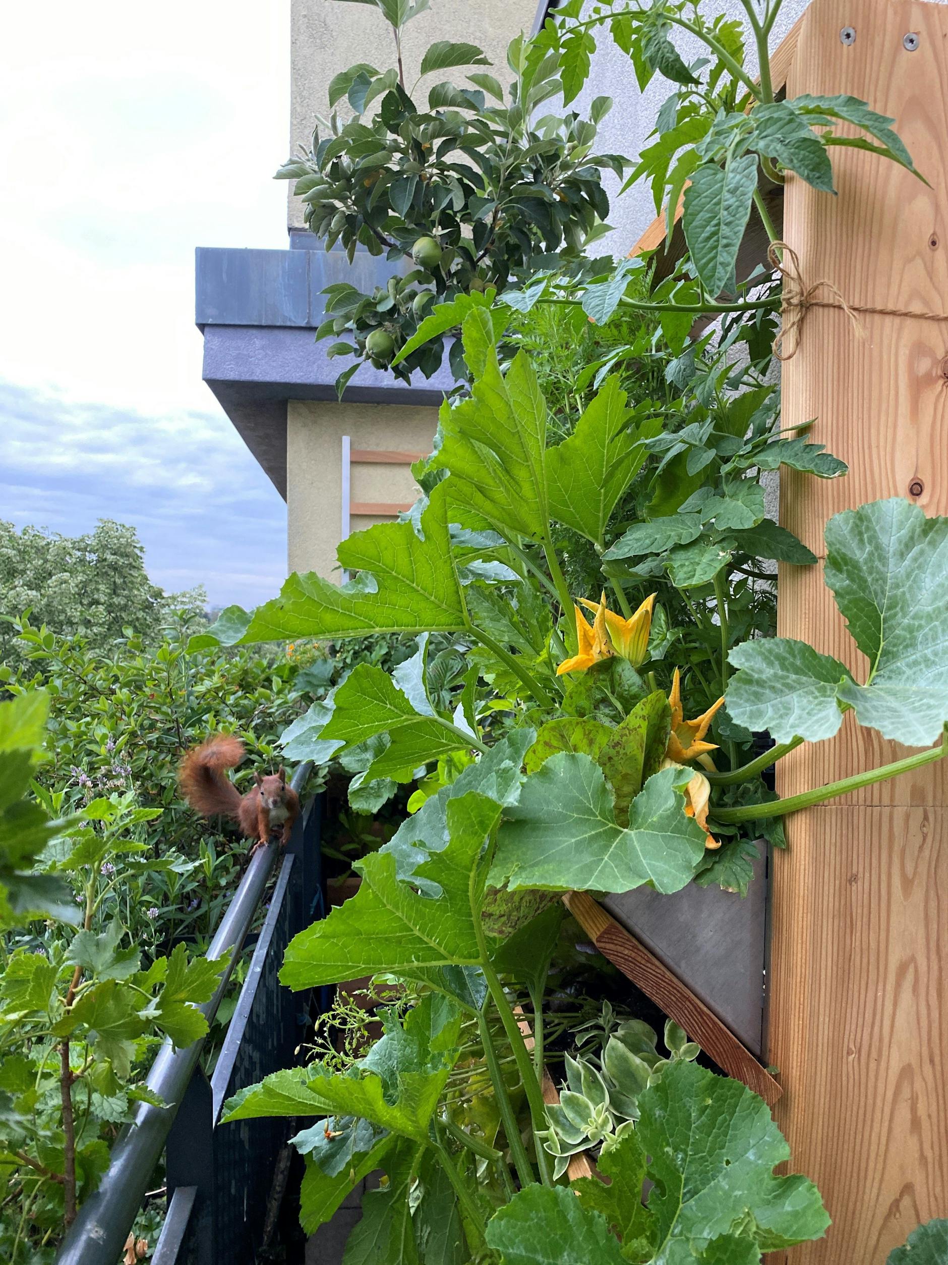 Auch das Eichhörnchen kommt manchmal vorbei in Birgit Schattlings grünem Balkon-Paradies.