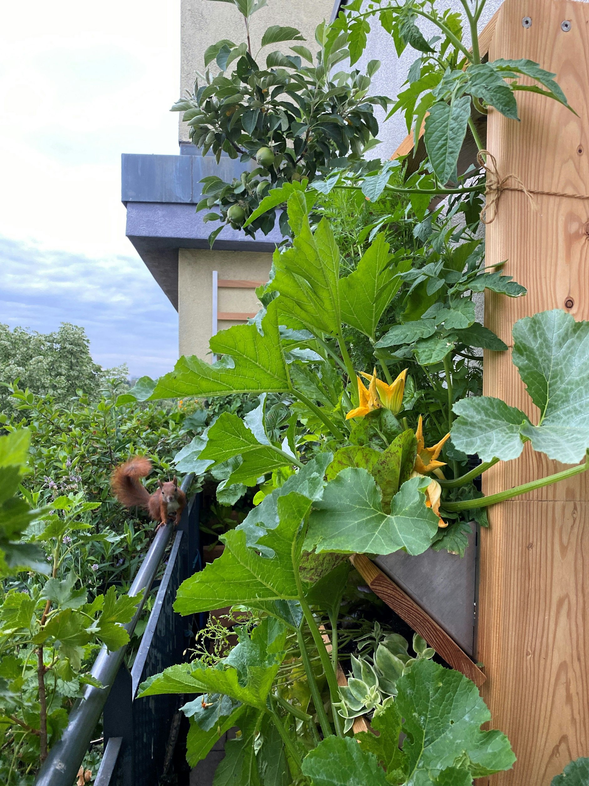 Auch das Eichhörnchen kommt manchmal vorbei in Birgit Schattlings grünem Balkon-Paradies.
