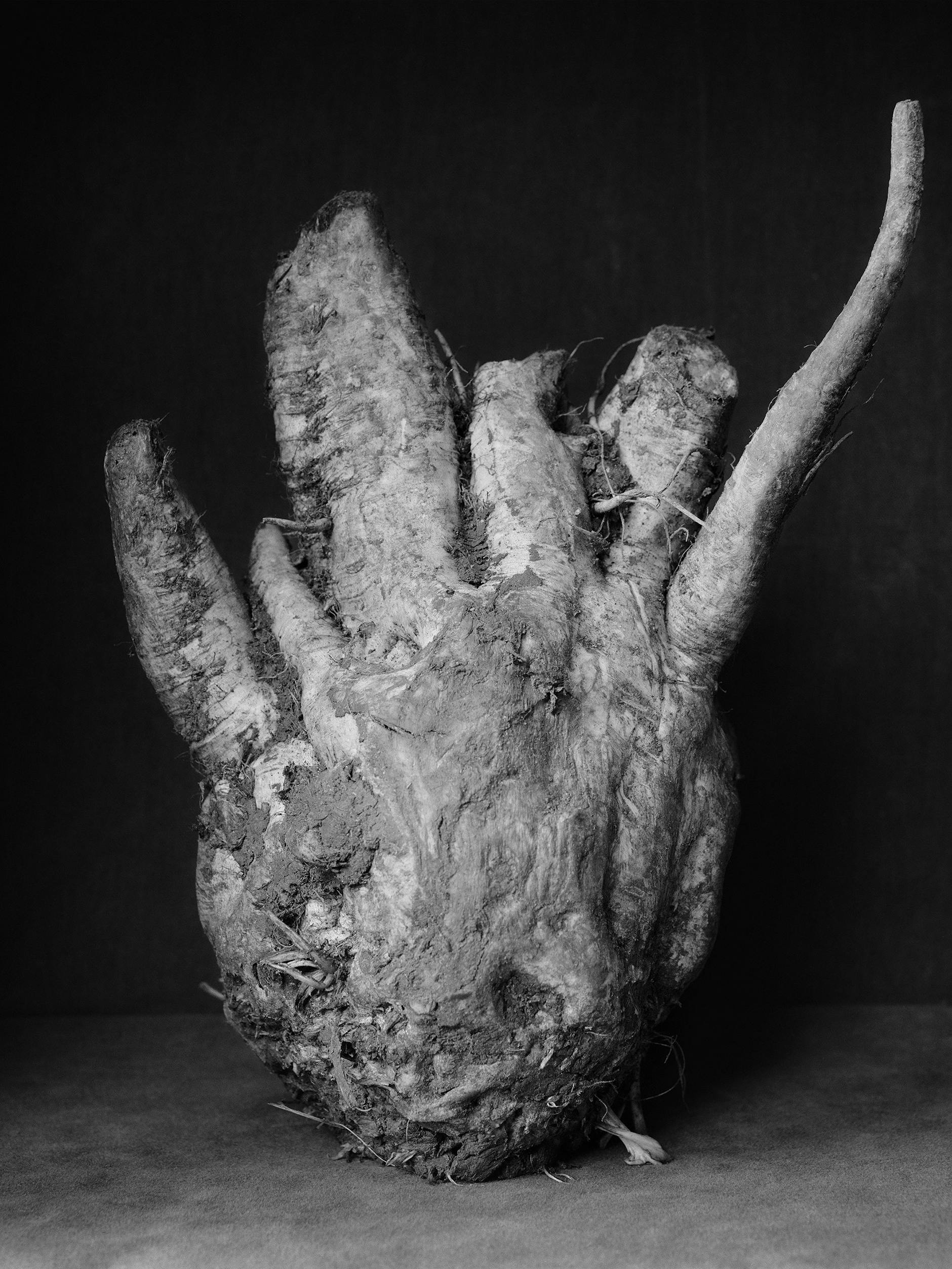 Die verrückteste Rübe in der Sammlung (XXVI)