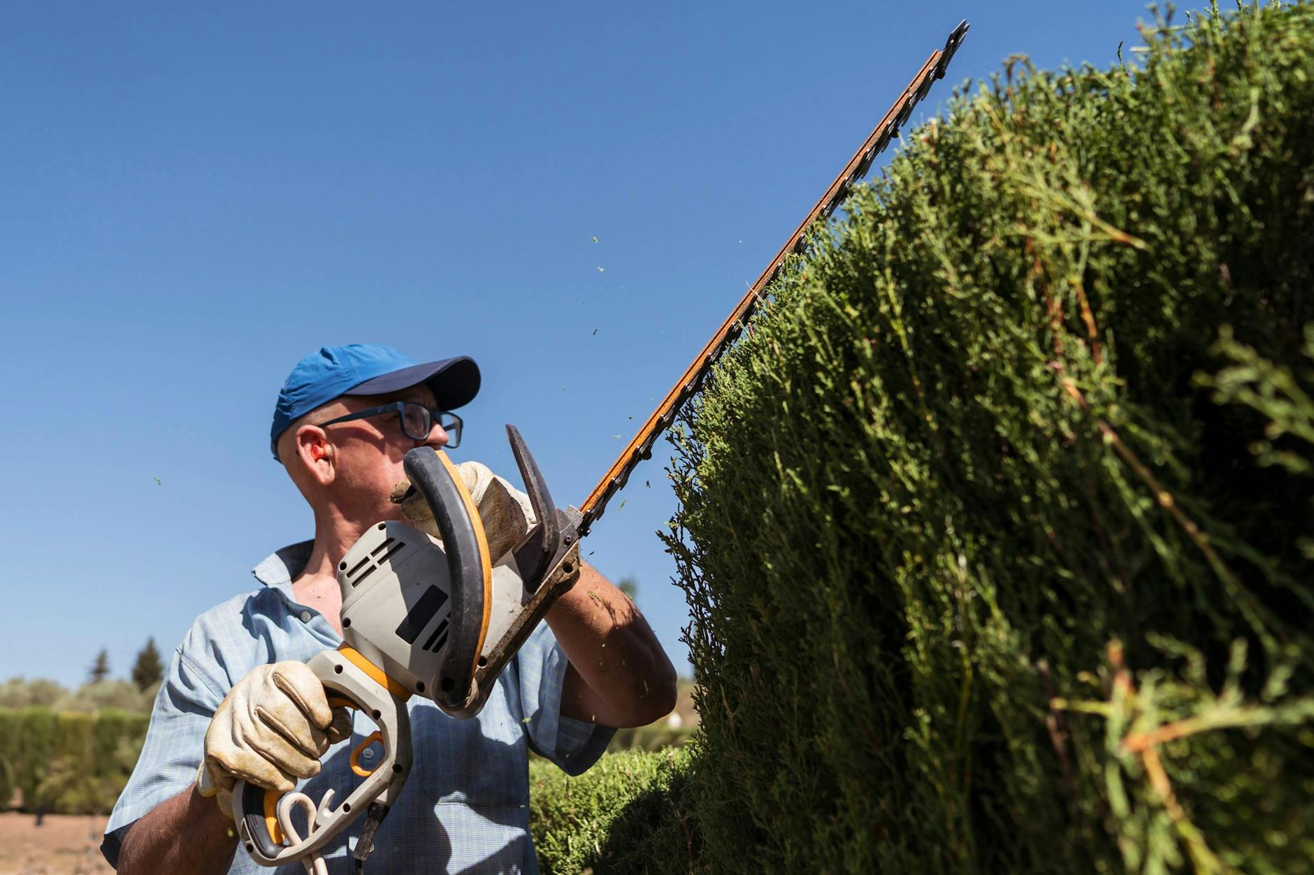 Auch eine Hecke hat ein Grundrecht darauf, im Sommer zu überleben.