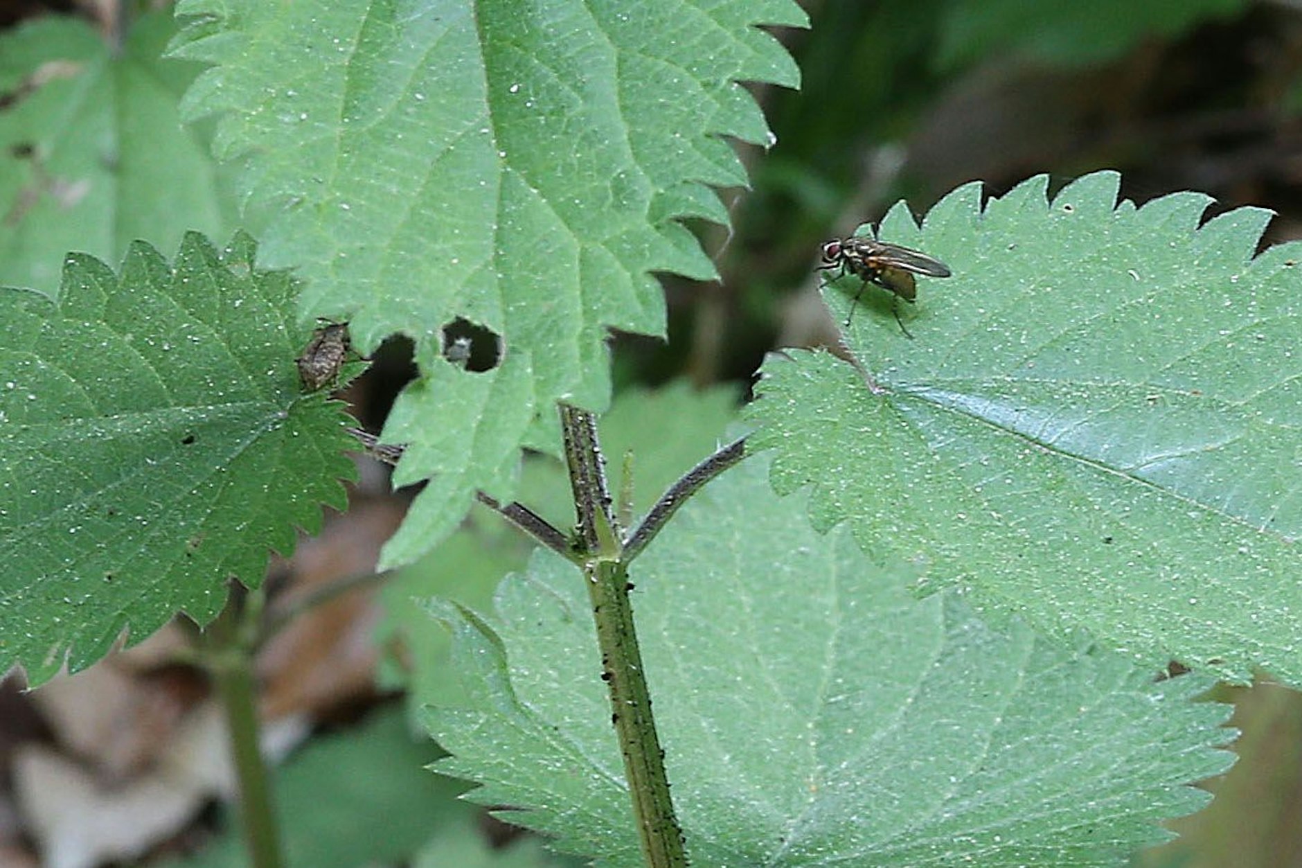 Eine Fliege namens Echte Fliege auf einer Pflanze.