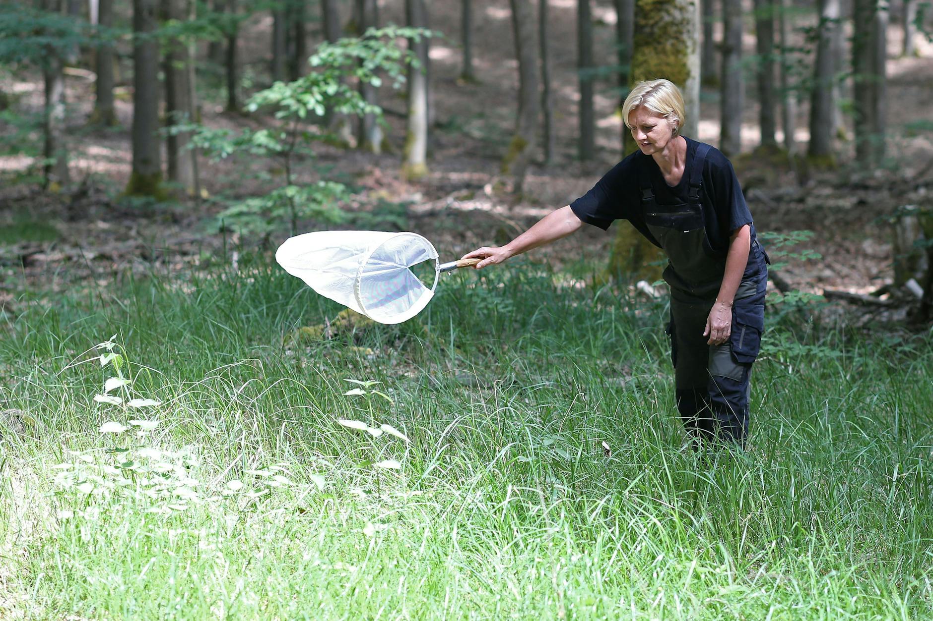 Mit dem Käscher streift die Biologin über dem Waldboden entlang und schaut, ob es dort auch Mücken gibt.