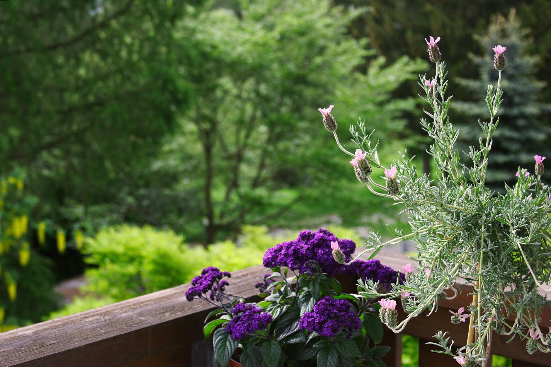 Schopflavendel und Vanilleblume sind nicht nur hübsch anzusehen, sondern auch beliebt bei Bienen und Schmetterlingen.