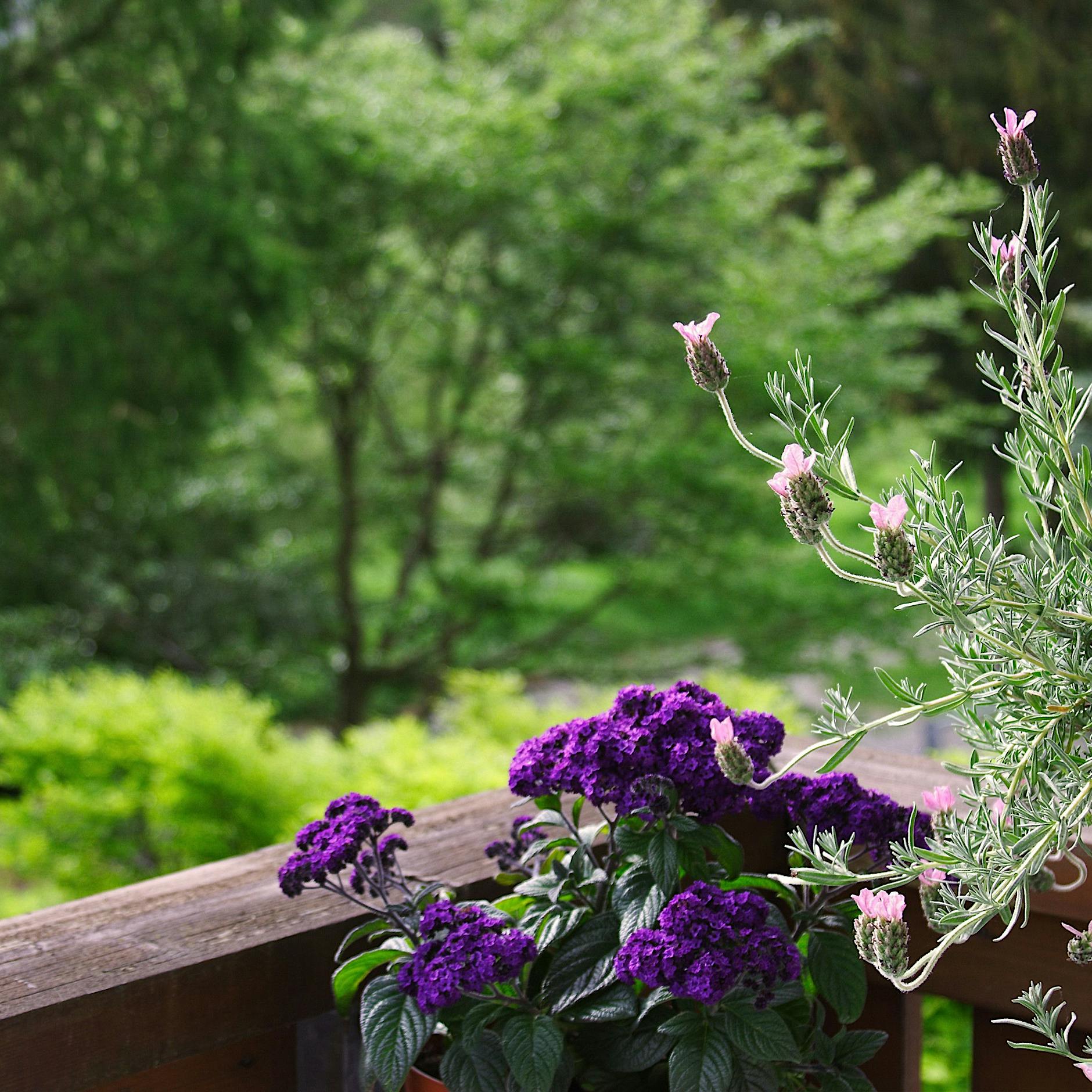 Lavendel top, Geranien Flop: Wie man seinen Balkon am besten bepflanzt