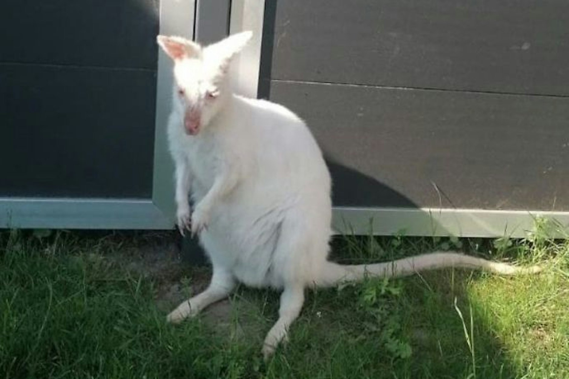 Mit diesem Foto wird in Rethwisch im Landkreis Rostock nach dem niedlichen Albino-Känguru Berry gesucht. Seine Besitzerin ist in großer Sorge.