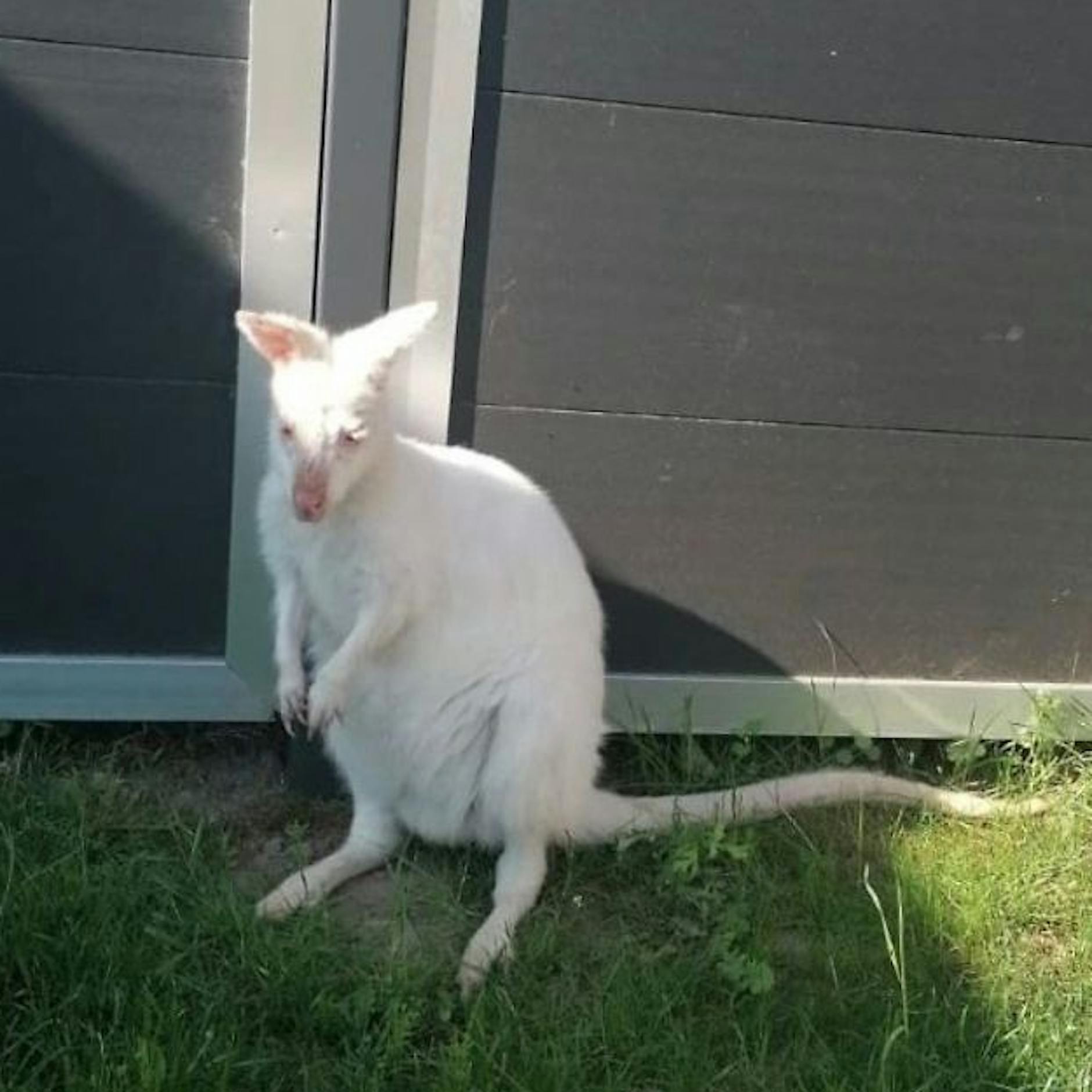 Känguru-Alarm an der Ostsee: Putziges Albino-Beuteltier von Hof verschwunden