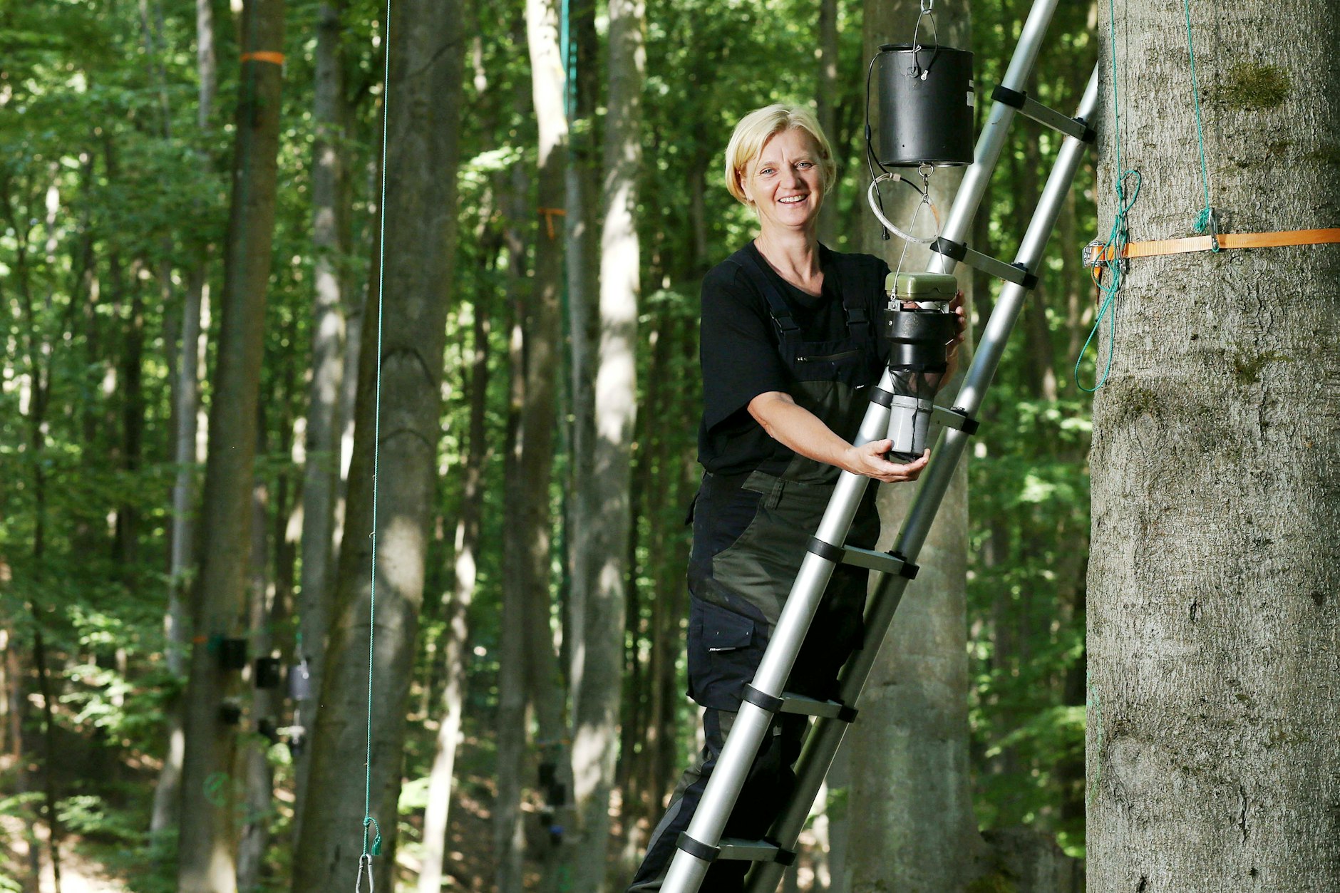 Die Herrin der Mücken: Doreen Werner leert eine Mückenfalle in einem Buchenwald bei Lychen in der Uckermark.