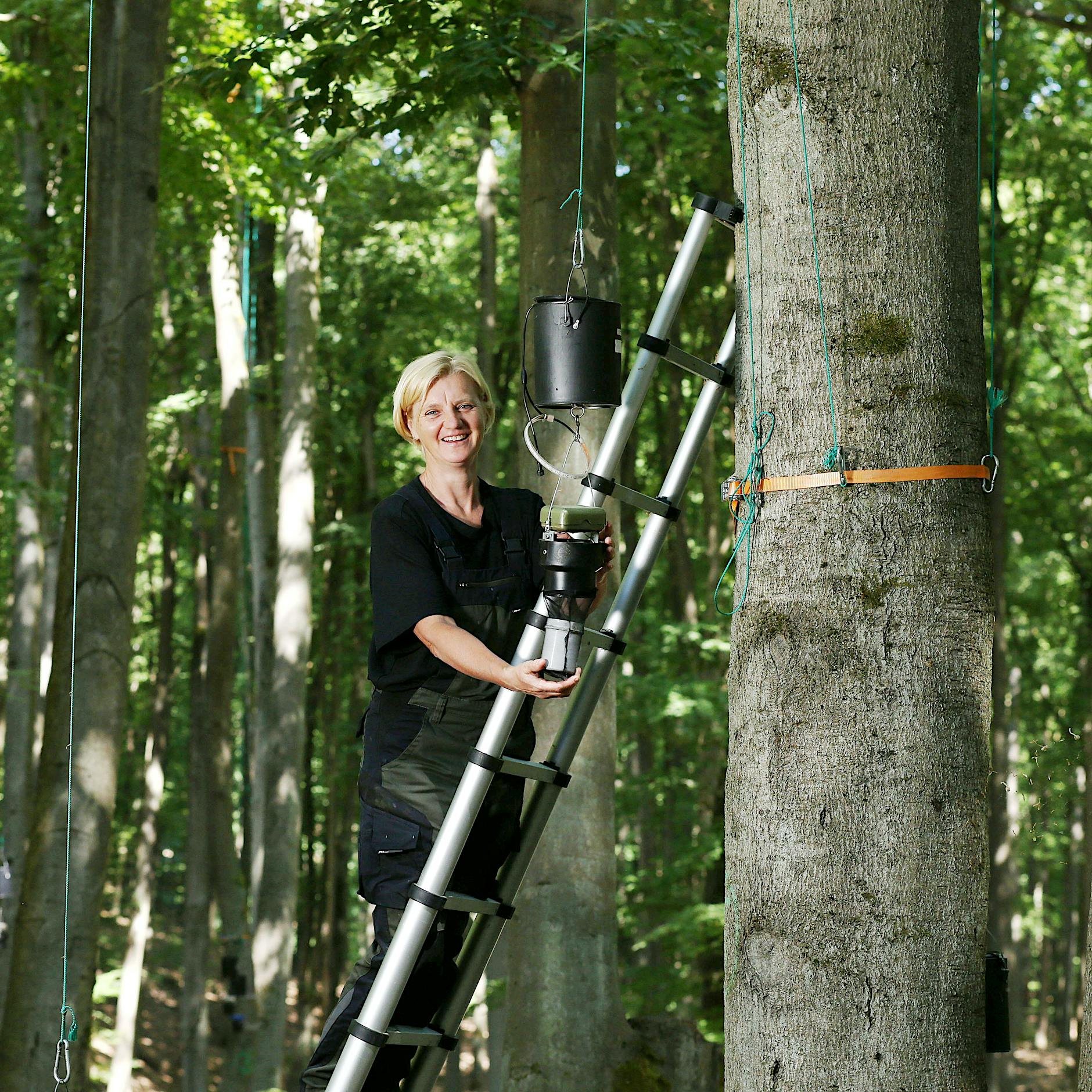 Mücken sind nervig, aber überlebenswichtig für die Menschheit