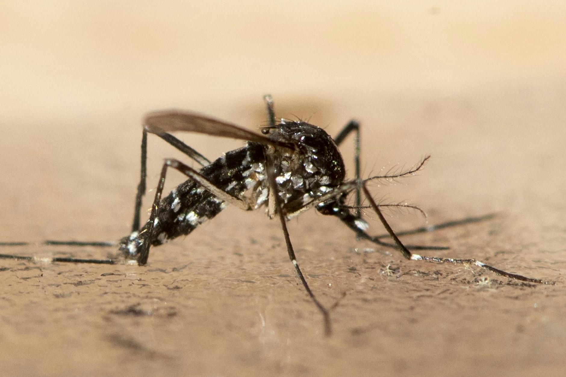 Seit einiger Zeit breitet sich die Asiatische Tigermücke auch in Deutschland aus.