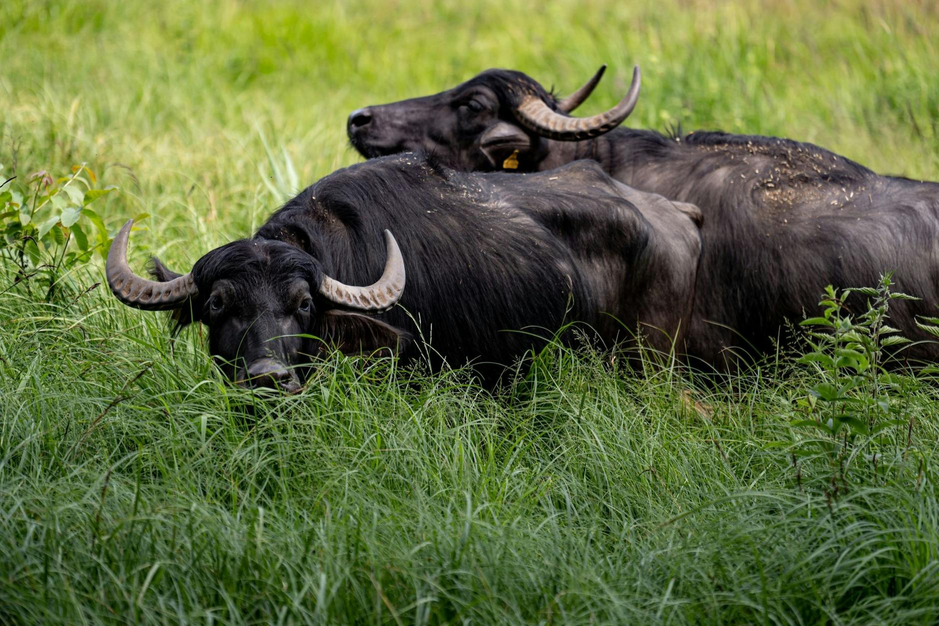 Zwei Wasserbüffel stehen auf der Pfaueninsel auf einer Wiese.