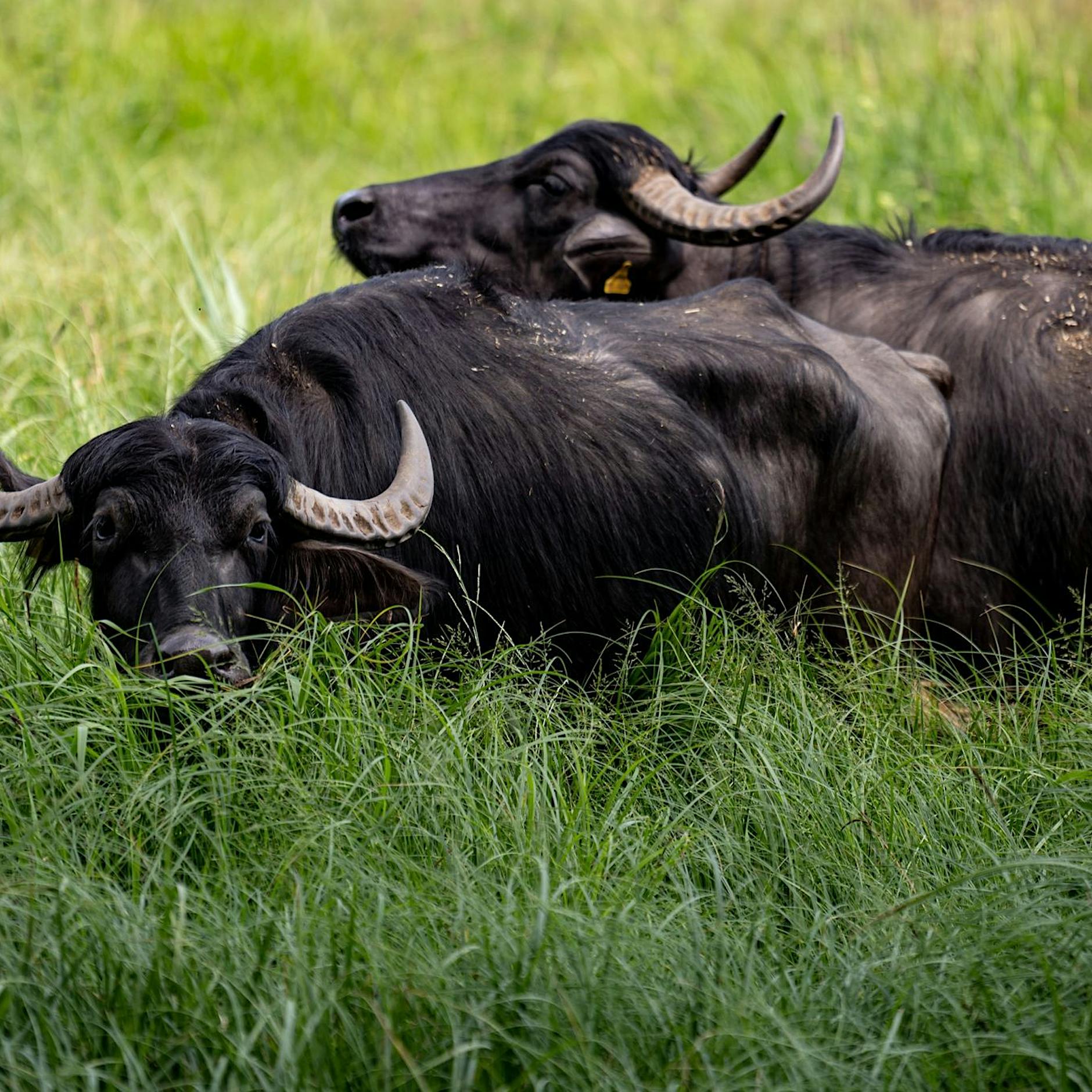 Wasserbüffel zurück auf Berliner Pfaueninsel