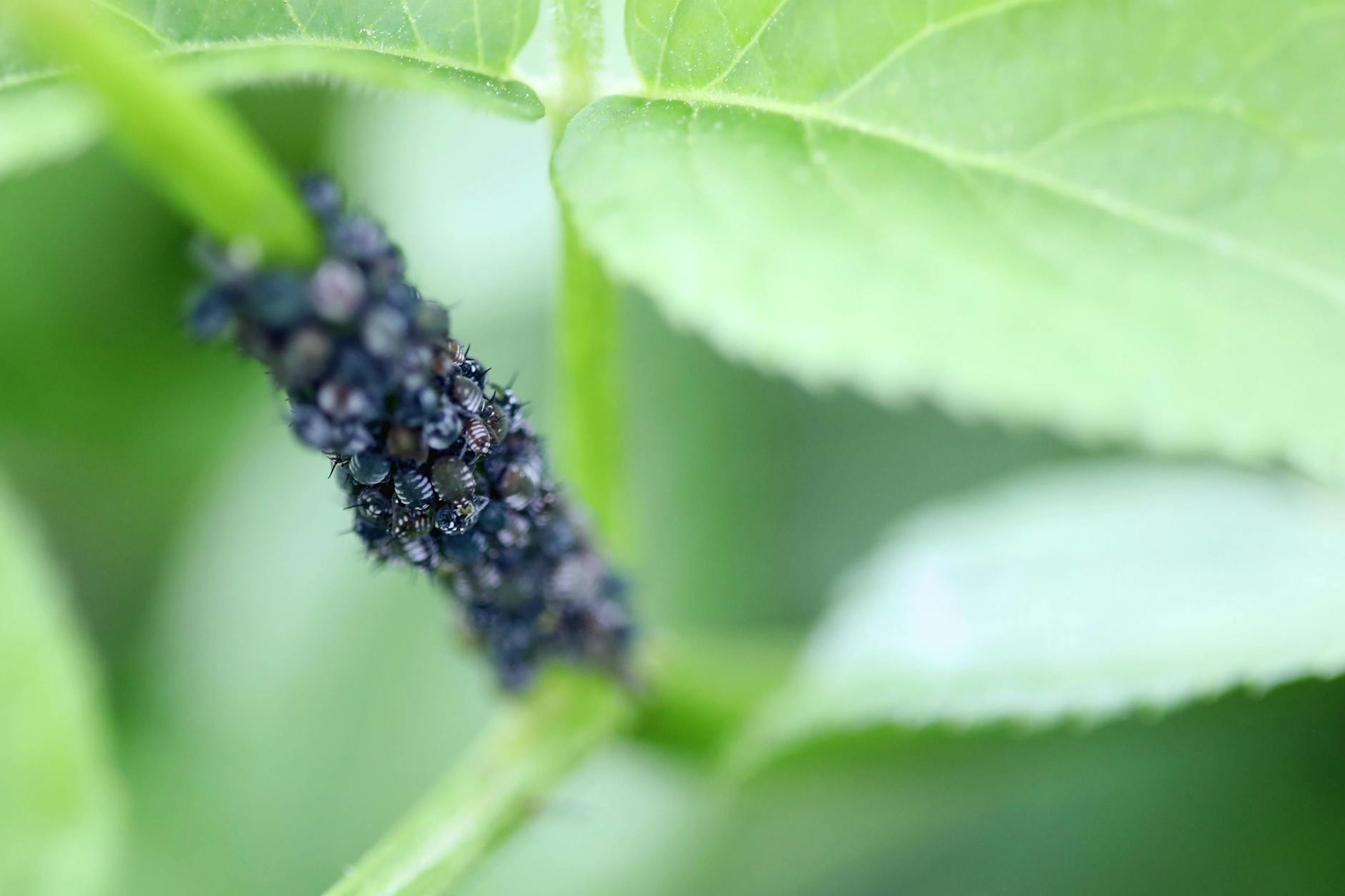 Um Blattläuse zu bekämpfen, braucht es meist nur ein paar Hausmittel.