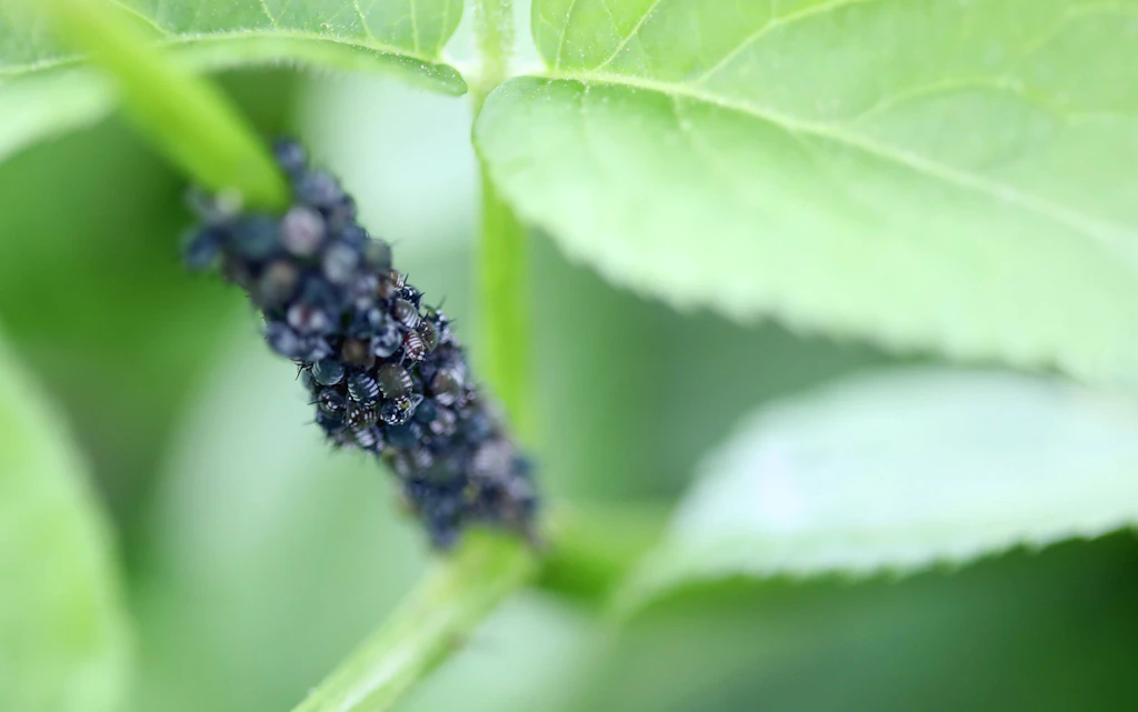 Blattläuse im Garten bekämpfen: Diese 10 Tipps helfen effektiv