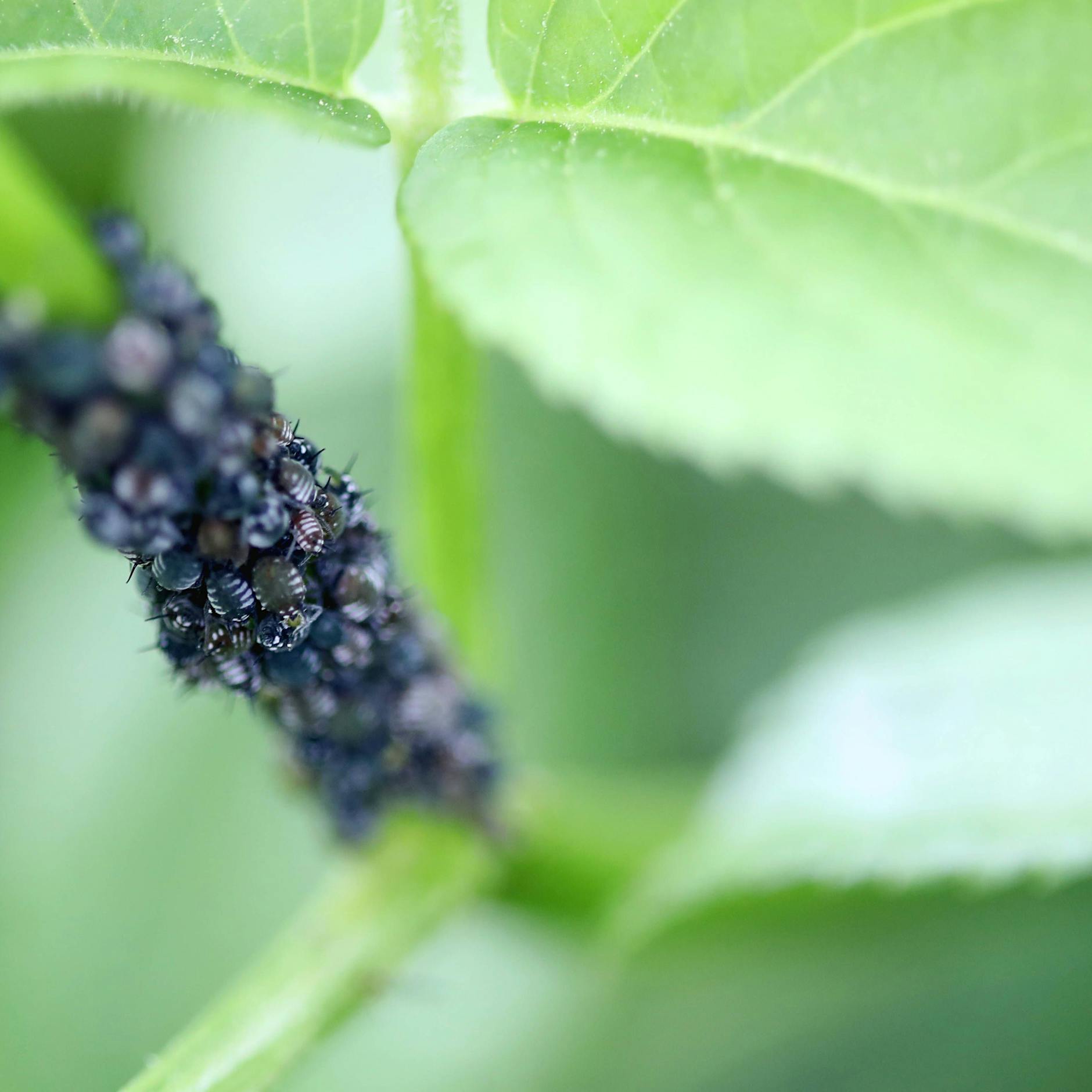 Blattläuse im Garten bekämpfen: Diese 10 Tipps helfen effektiv