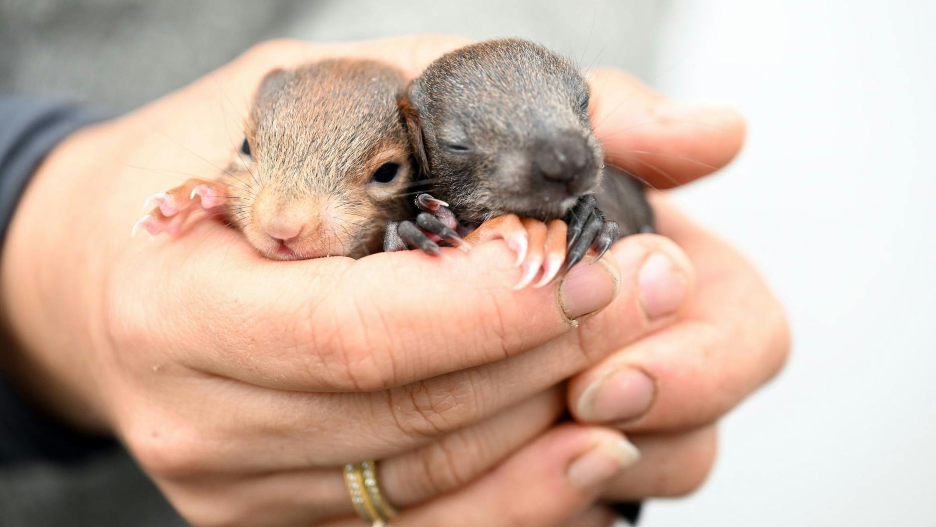 An manchen Stellen werden besonders viele Eichhörnchen überfahren, hier lohnt sich eine Brücke. Diese beiden haben zum Glück überlebt. 
