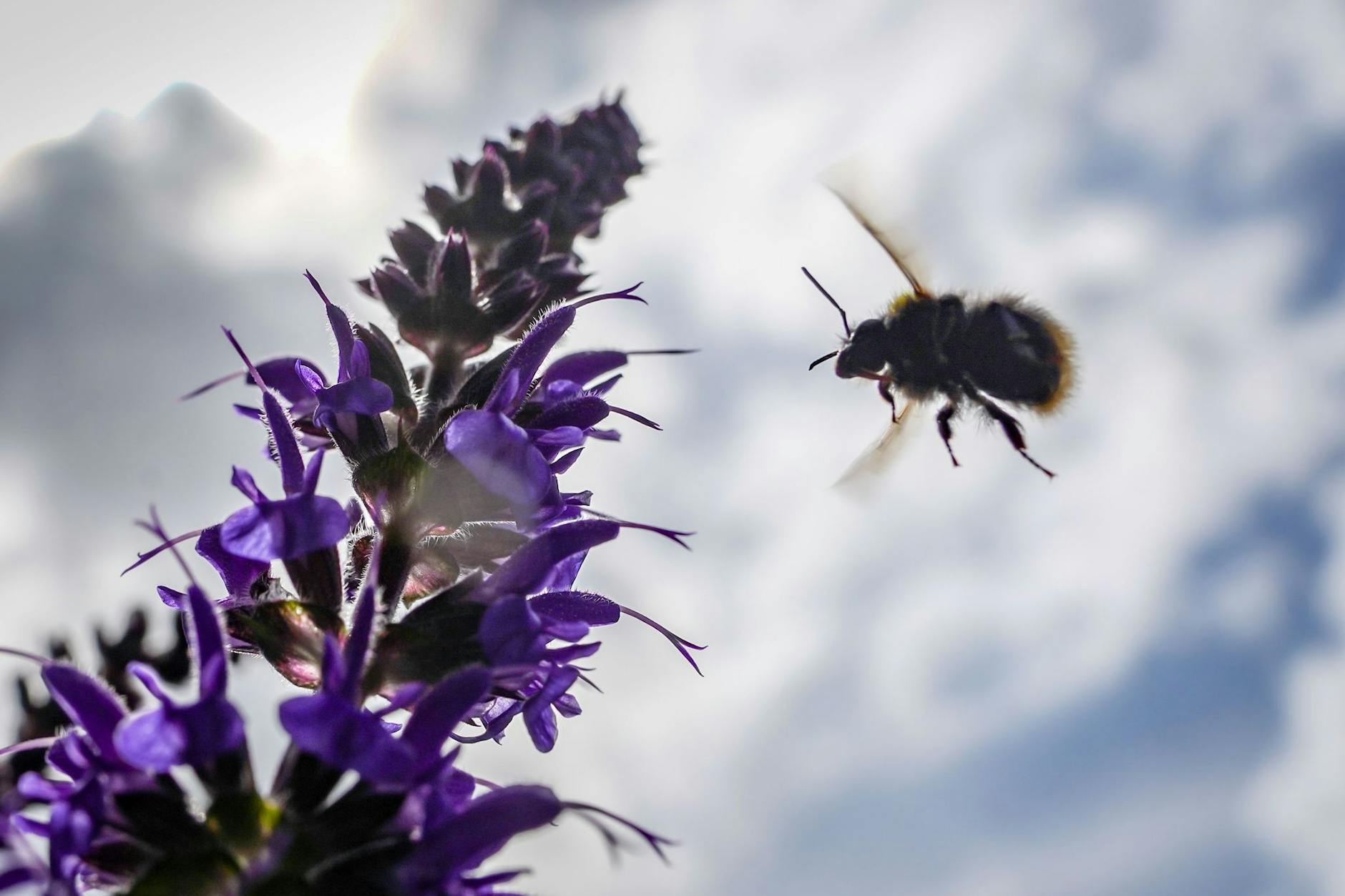 Eine Wildbiene fliegt vor dem leicht bewölkten Himmel auf blaue Salbeiblüten zu.