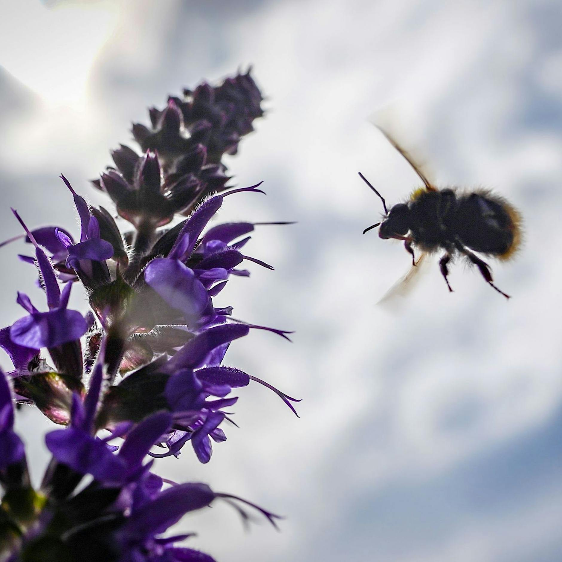 Naturschützer: Bienenfreundliche Pflanzen können Bienen töten