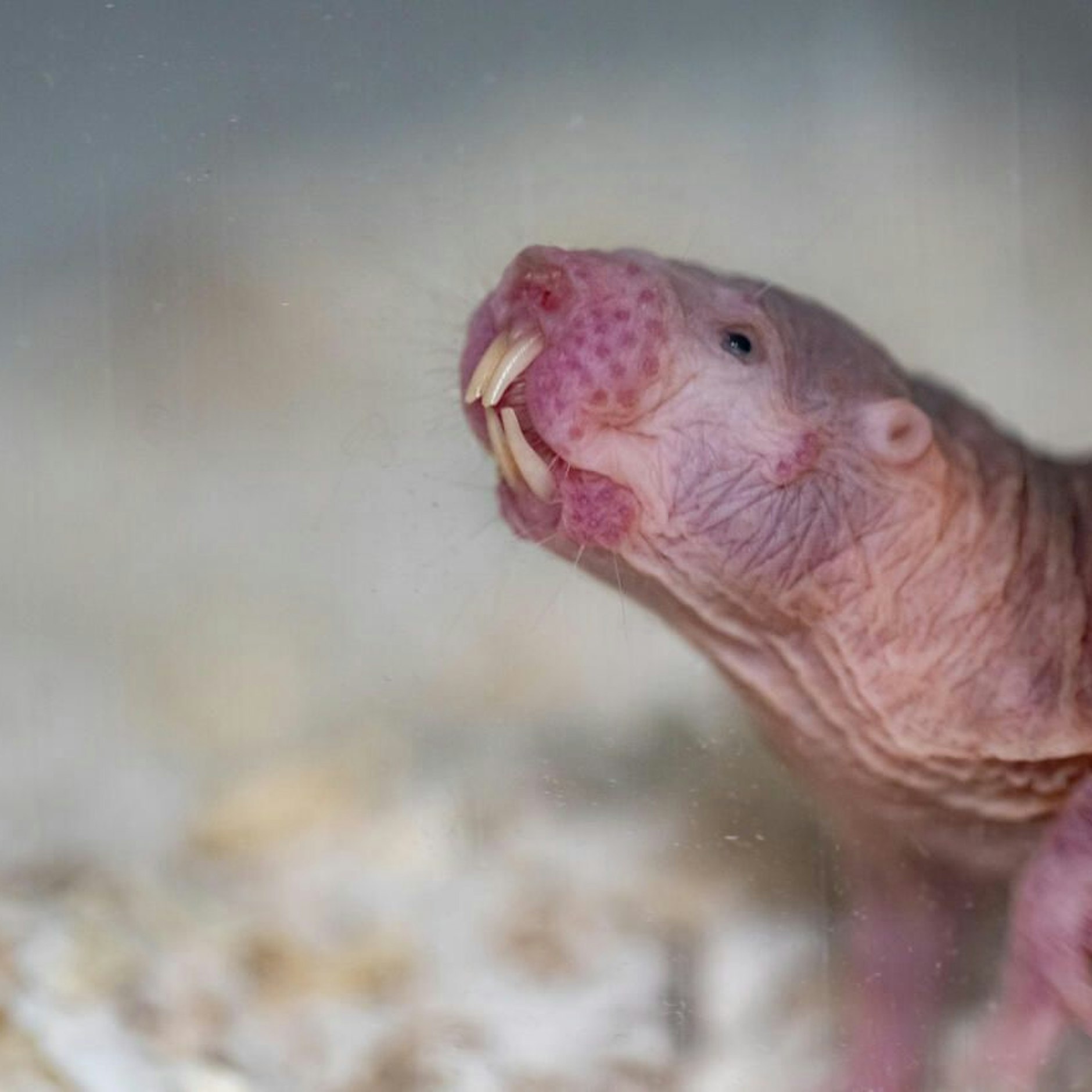 Um Nacktmulle geht es in der Langen Nacht am Max-Delbrück-Center.