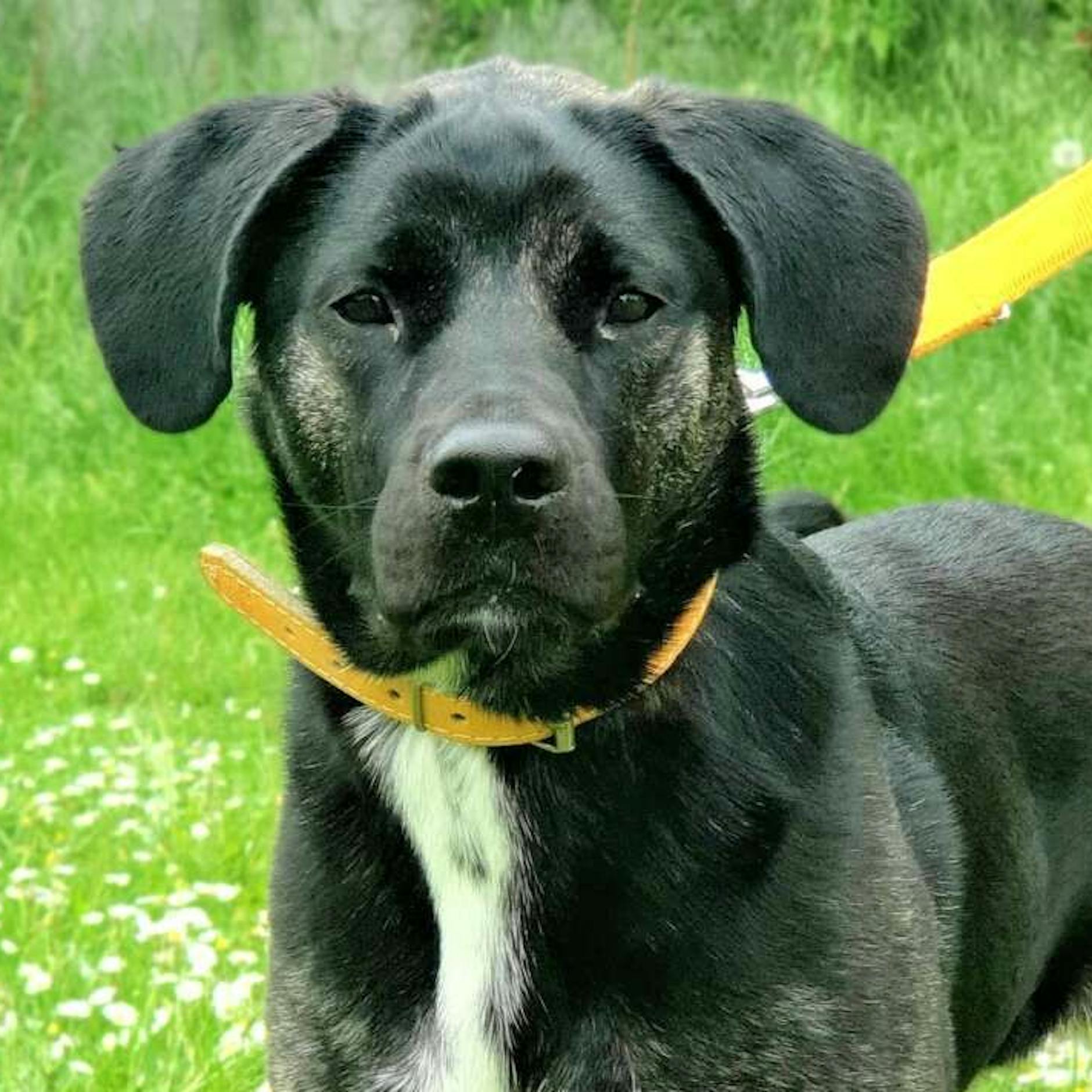 Arme Hera! Diese Hündin hatte großes Glück – wer gibt ihr ein Zuhause?