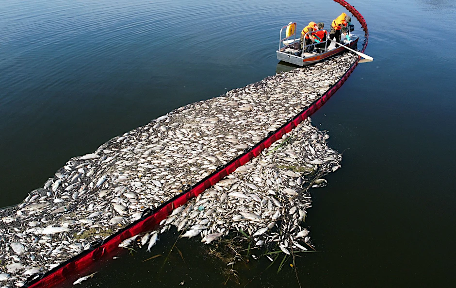 Archivbild: Helfer beteiligen sich im August 2022 an der Bergung toter Fische aus der Oder.