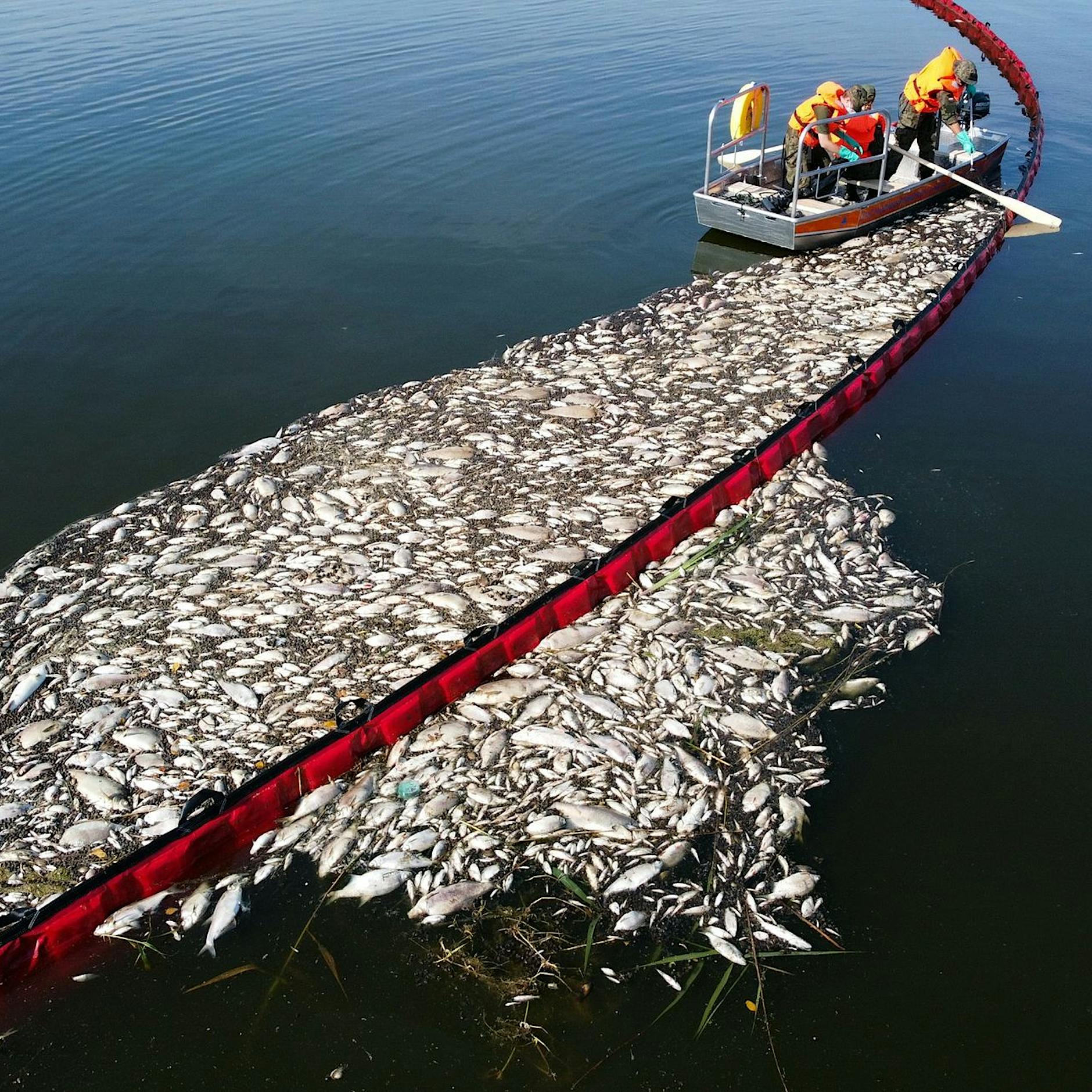 Śmierć ryb w Odrze: taki jest polski plan zapobieżenia kolejnej katastrofie ekologicznej