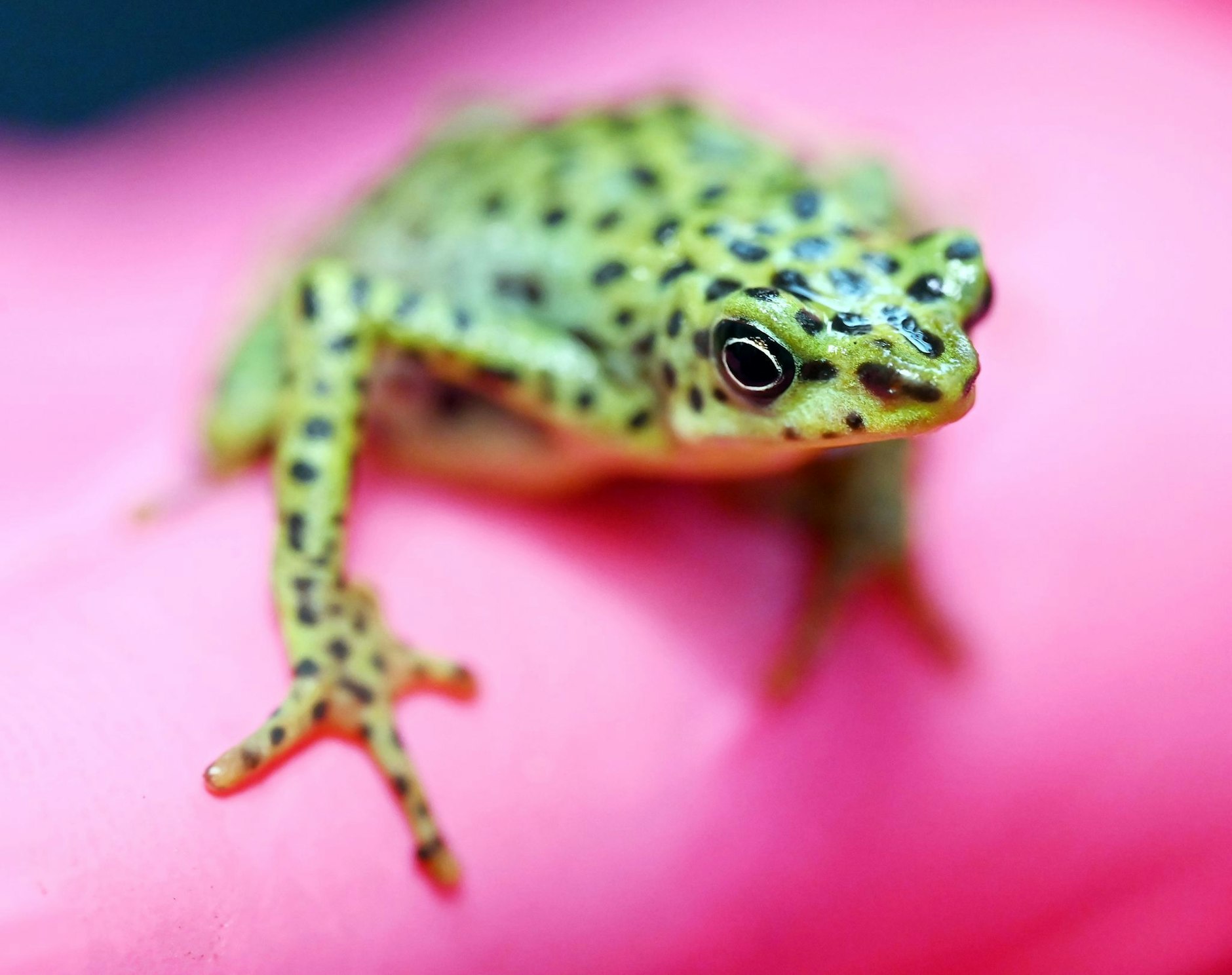 PRODUKTION - Eine bedrohte Rio-Pescado-Stummelfußkröte (Atelopus balios) im Karlsruher Zoo. In der baden-württembergischen Stadt trifft sich der Verband der Zoologischen Gärten (VdZ) zur Jahrestagung.  