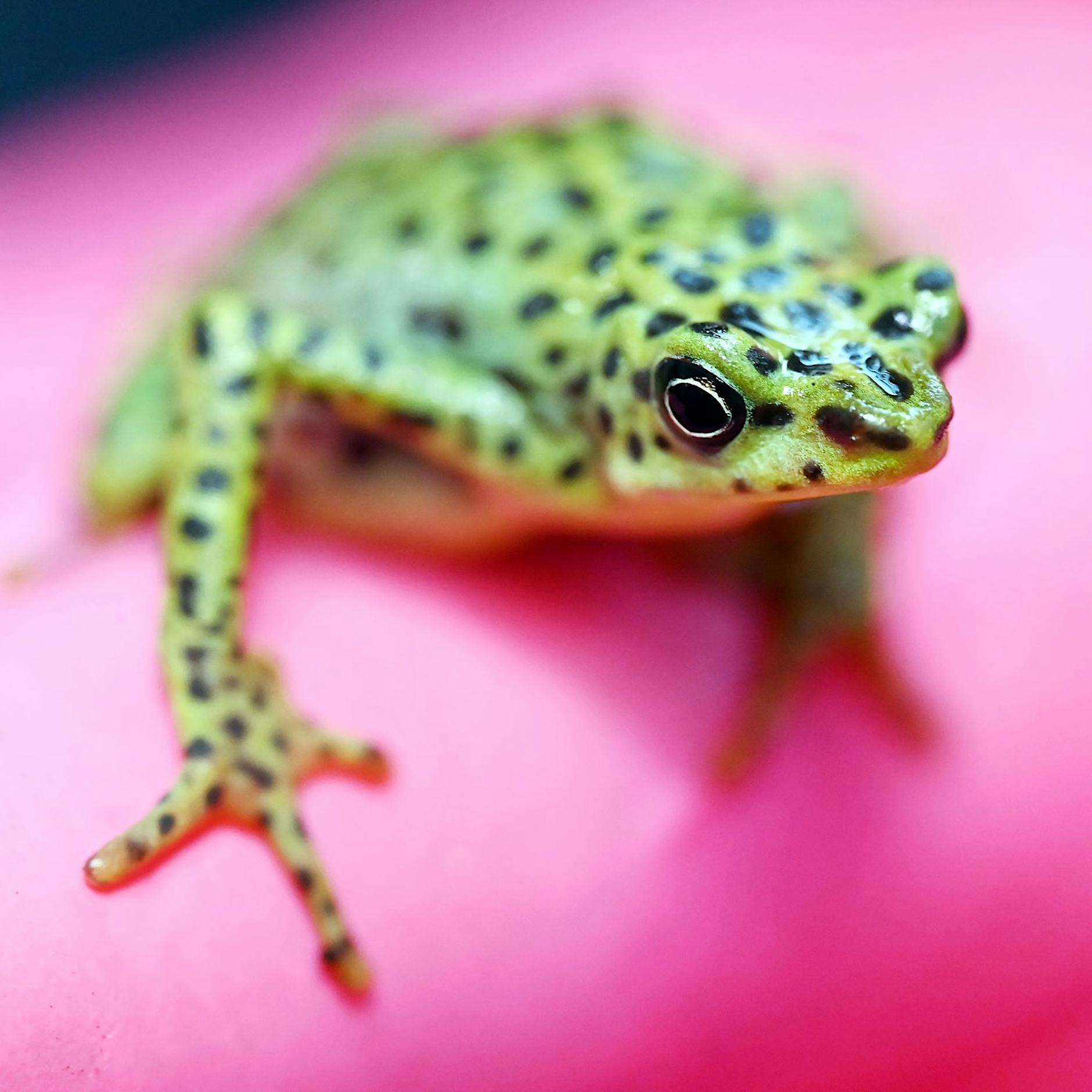 Zoos werben um Akzeptanz und Hilfe beim Artenschutz