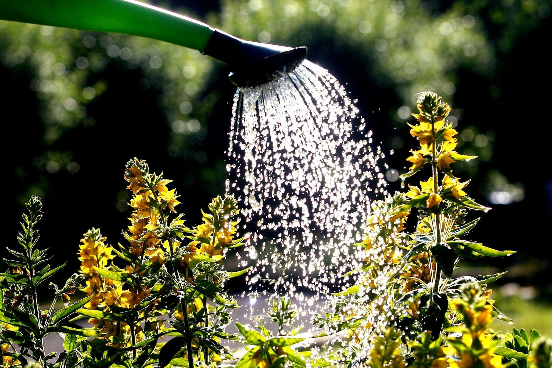 Noch erlaubt: Das Gießen in den Gärten, und auch die Springbrunnen bleiben eingeschaltet.