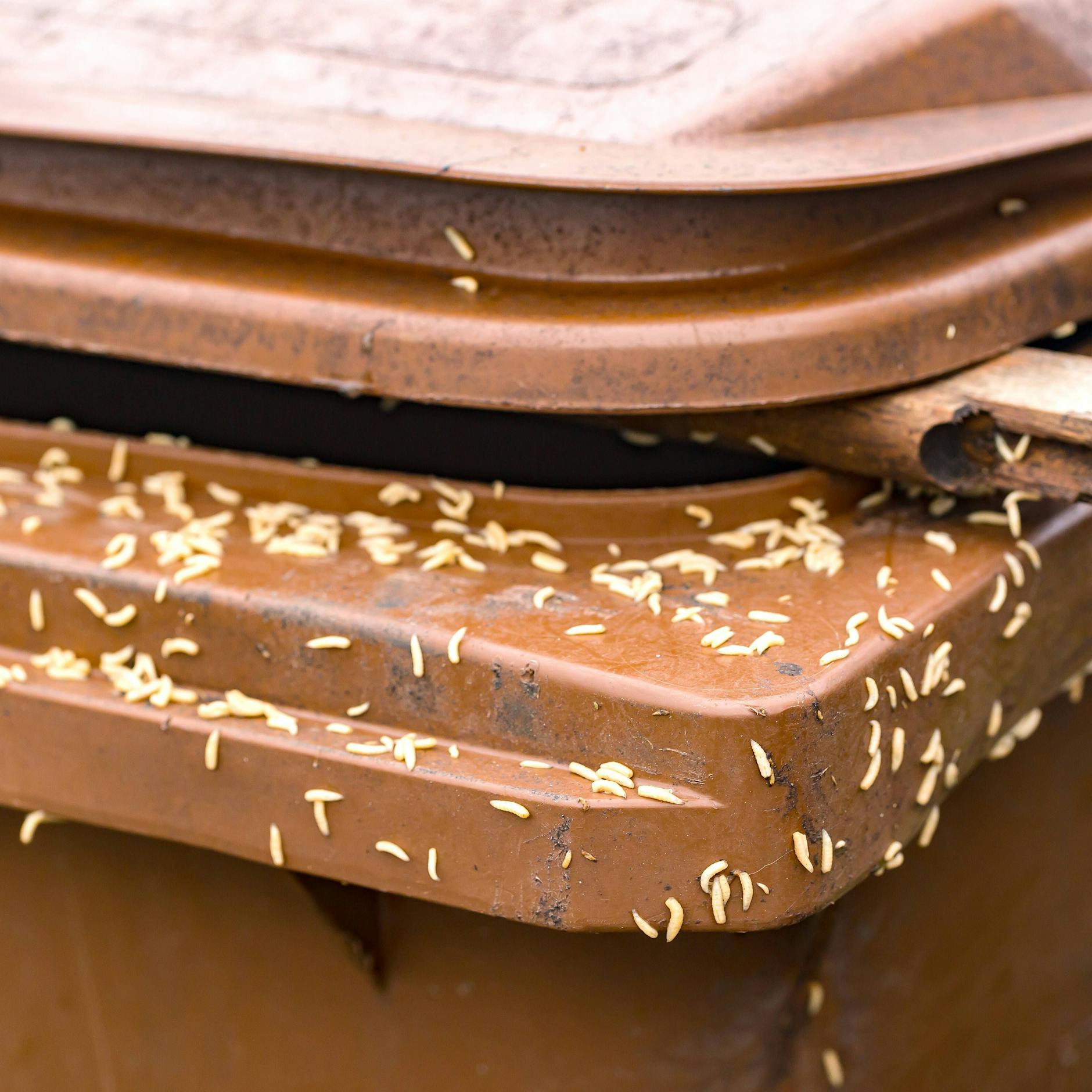 Maden im Biomüll bekämpfen: DAS hilft wirklich!