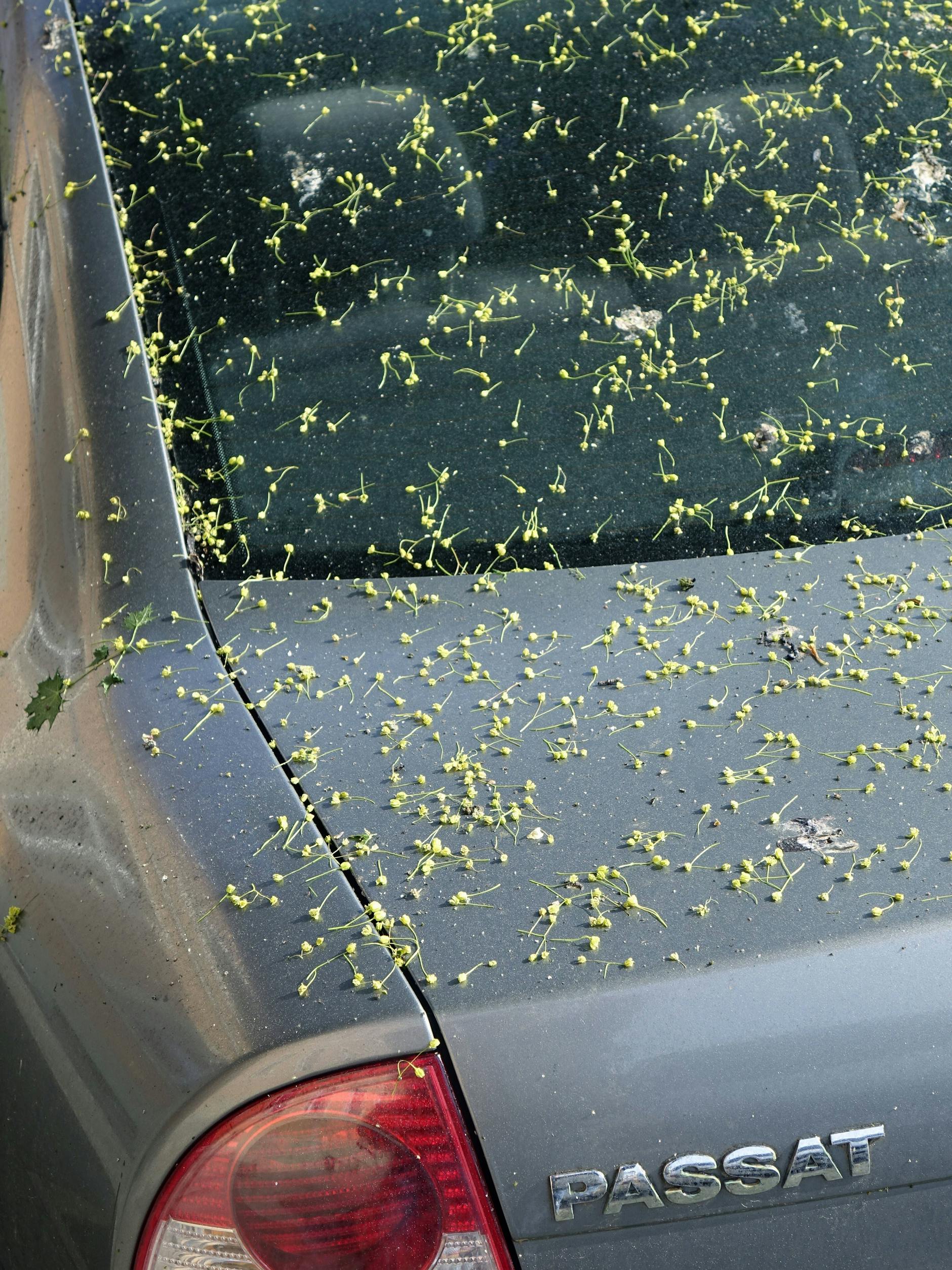 Fahrzeug mit Lindenblüten und Honigtau