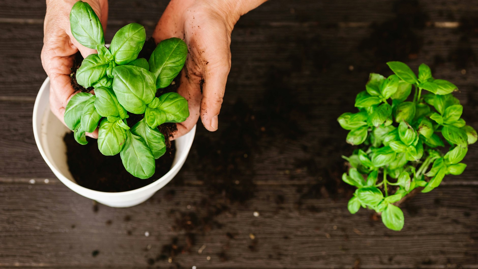 Verwenden Sie hochwertige Erde und einen großen Topf, um den Basilikum aus dem Supermarkt umzutopfen.