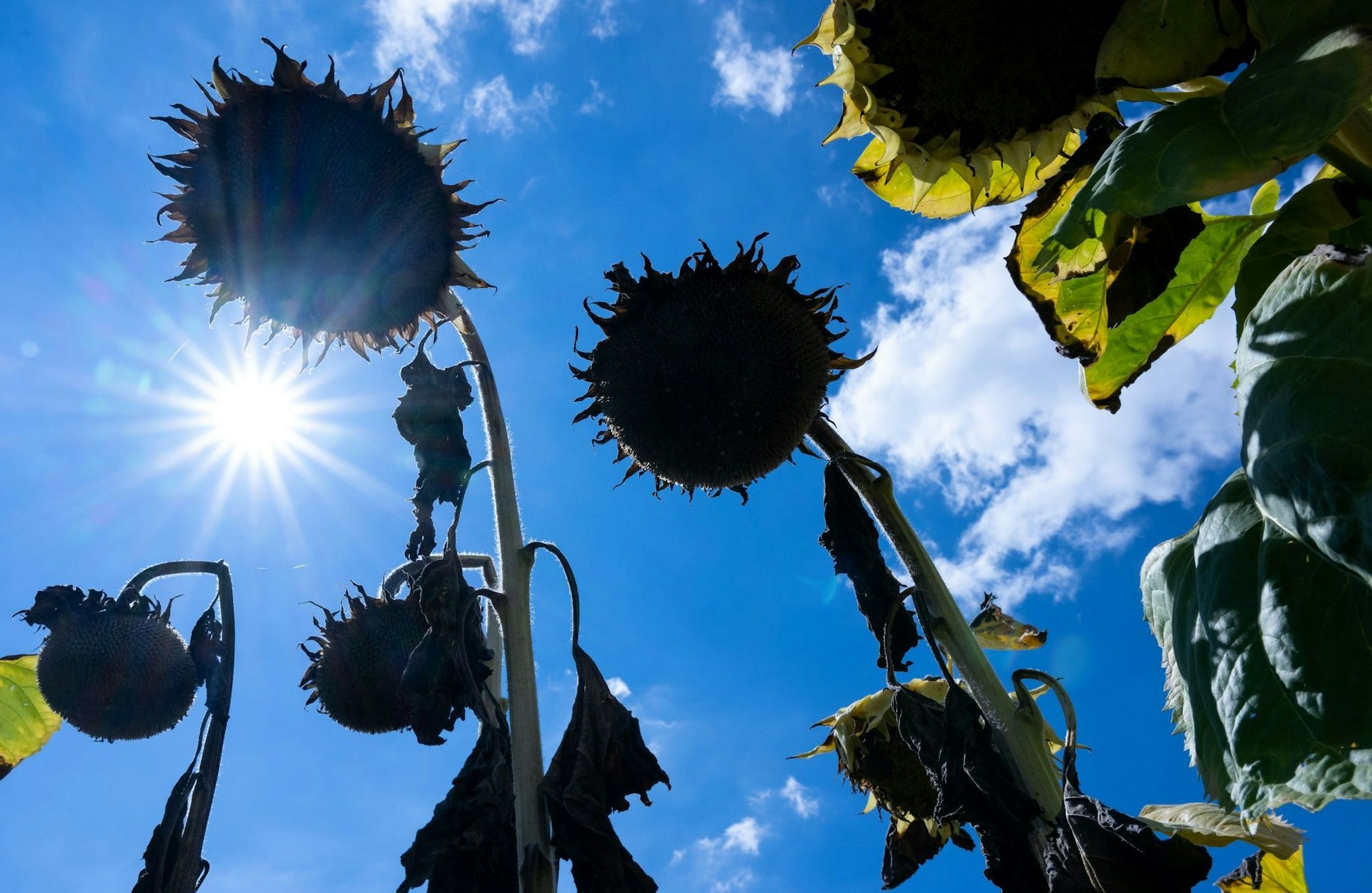 ARCHIV - Vertrocknete Sonnenblumen stehen in der Sonne auf einem Feld.  