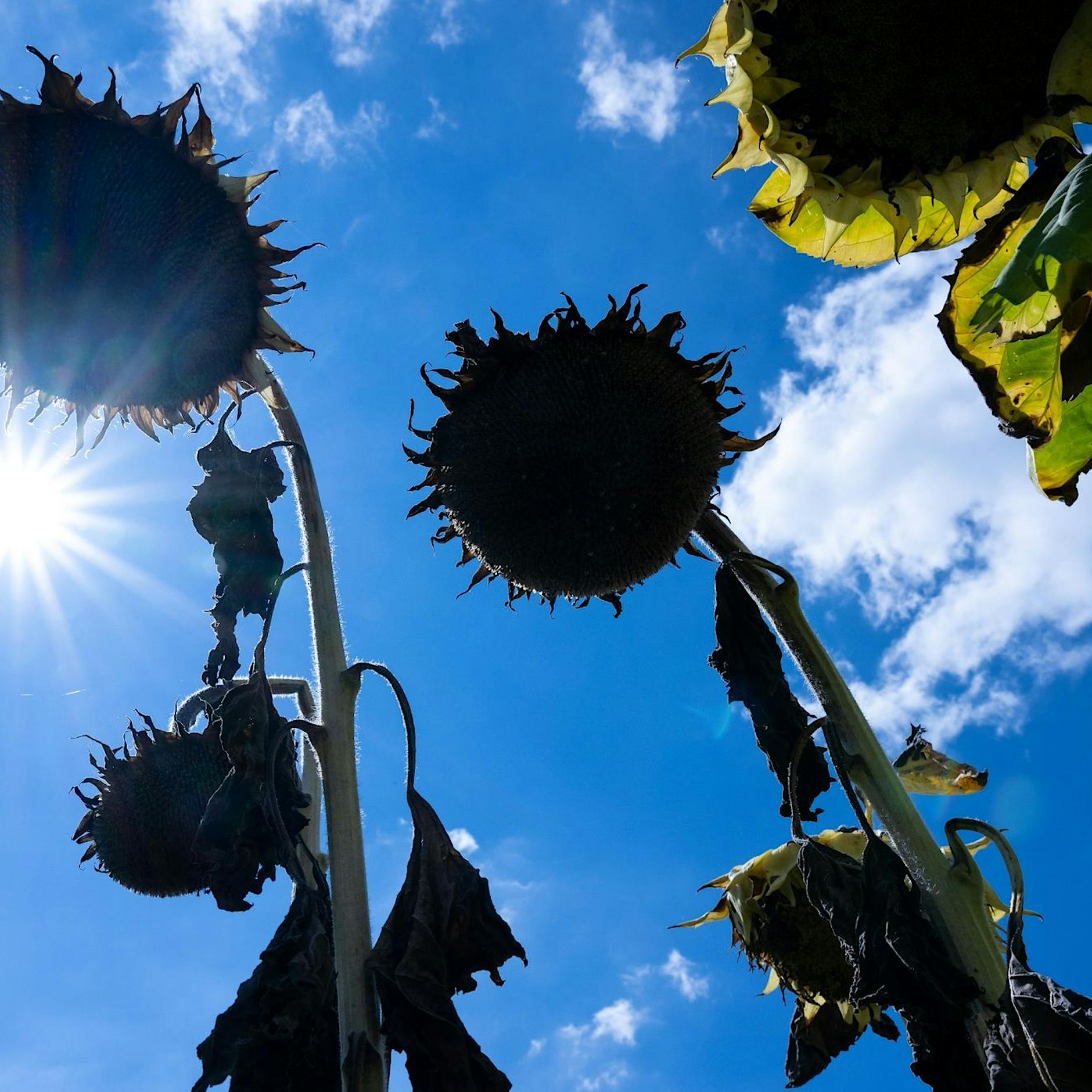 „Hitze tötet“: Kampagne soll über Hitzeschutz aufklären