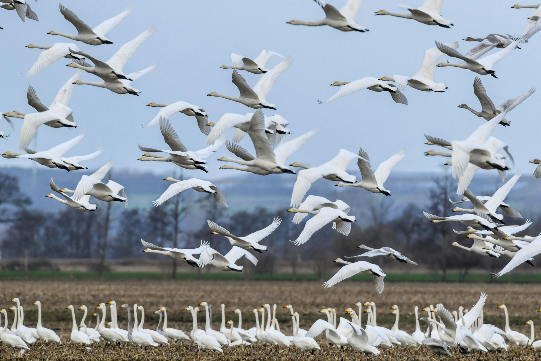 Das Untere Odertal im Norden von Brandenburg ist vom Grenzfluss geprägt. Dort sind Tiere – wie diese Singschwäne – fast ungestört von Menschen.