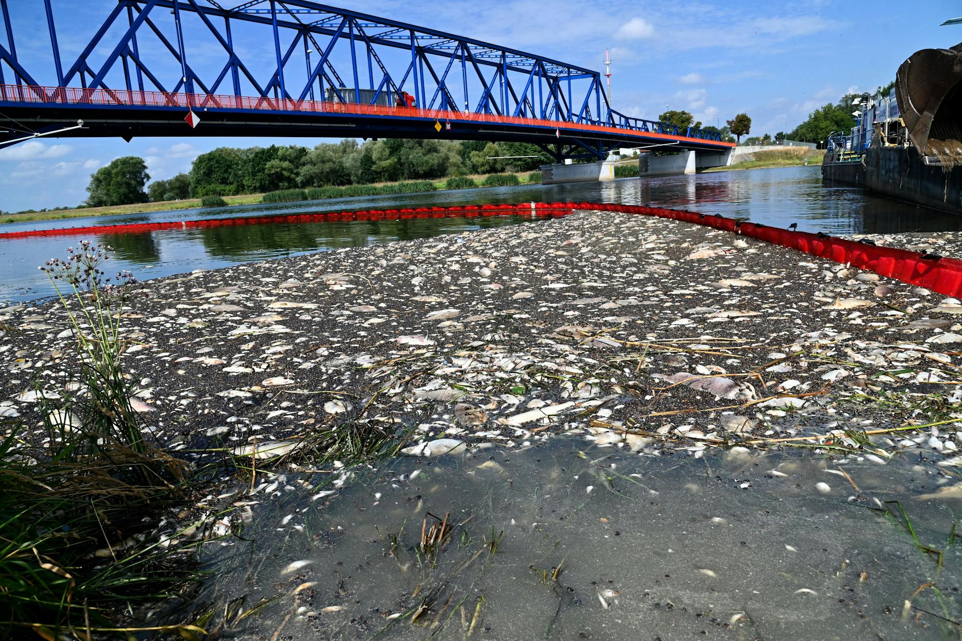 August 2022: Tote Fische schwimmen an der Wasseroberfläche des deutsch-polnischen Grenzflusses Oder.