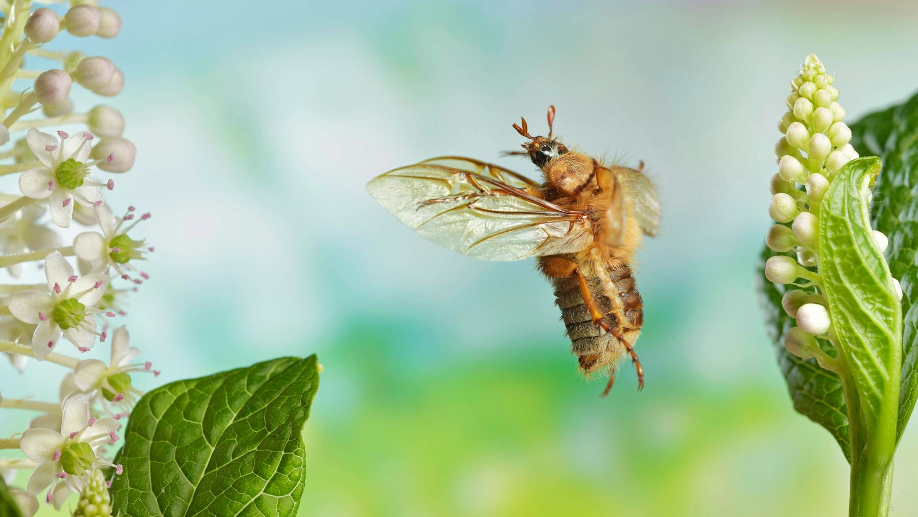 Der Junikäfer torkelt scheinbar durch die Luft.