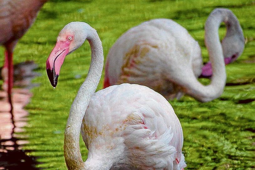 Flamingo Ingo ist tot. Zu seinen Lebzeiten stand er gern im Sonnenlicht in einem kleinen See im Berliner Zoo neben seinen Artgenossen.