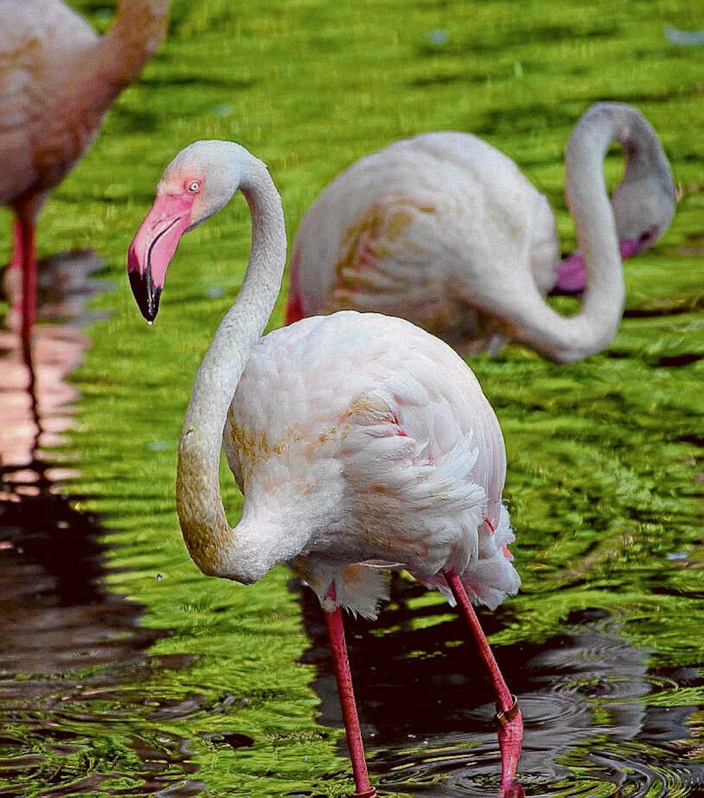 Ingo der Flamingo: Berlins ältester Zoobewohner ist tot!
