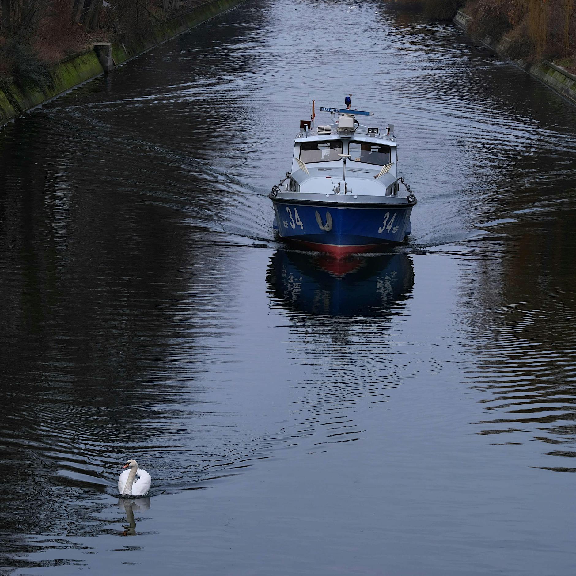 Fischsterben in Berlin: Tote Tiere treiben im Landwehrkanal