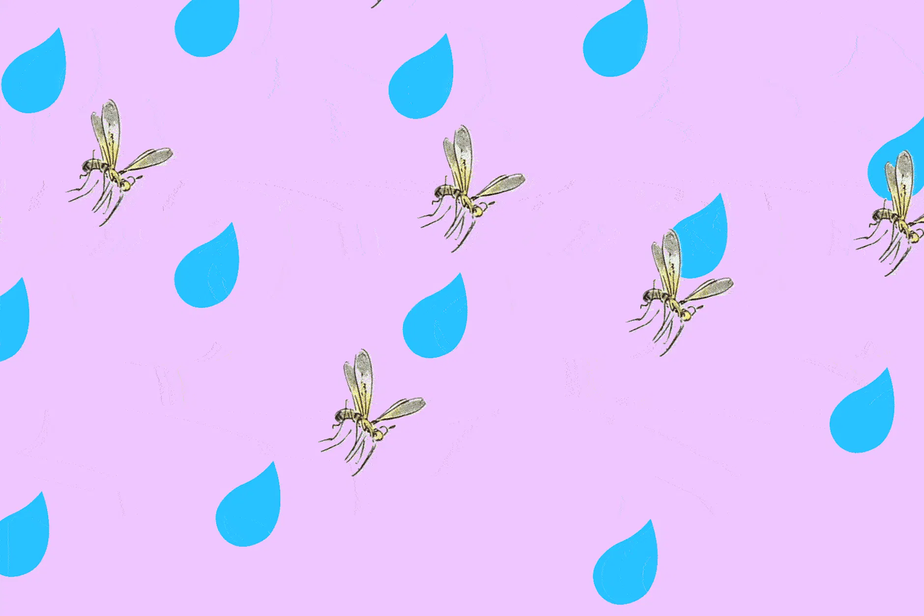 Regen vertreibt die Mücken? So einfach ist es nicht.