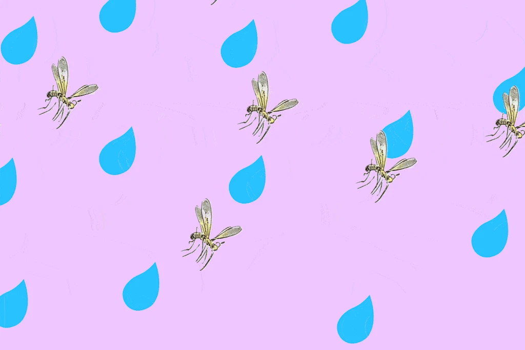 Lüften im Sommer: Fliegen und stechen Mücken auch bei Regen?
