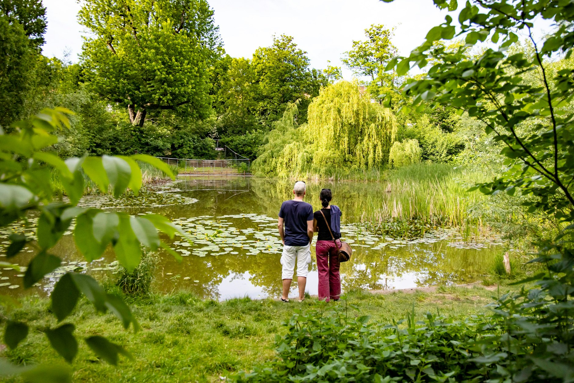 Fischenteich im Werner-Klemke-Park in Weißensee in Berlin am 31. Mai 2023.