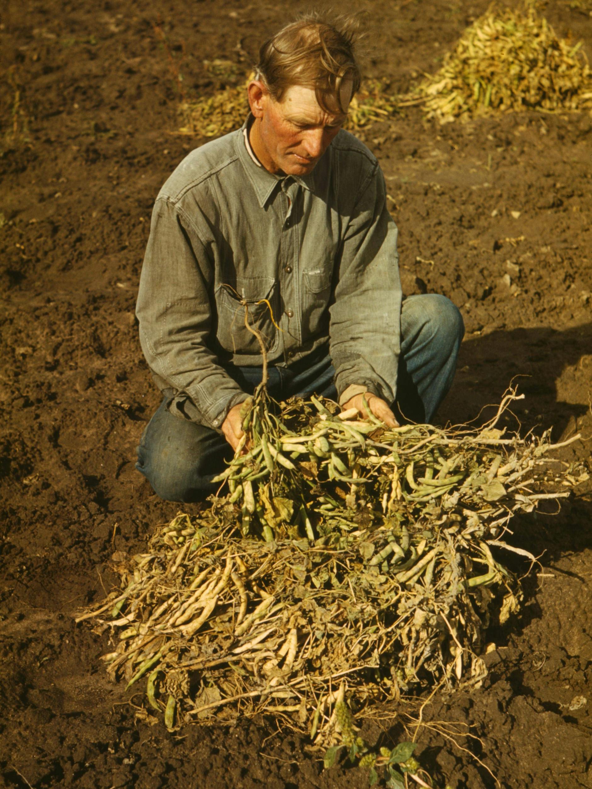 Nicht nur was für Bud Spencer: Ein Amerikaner erntet Bohnen in New Mexico.