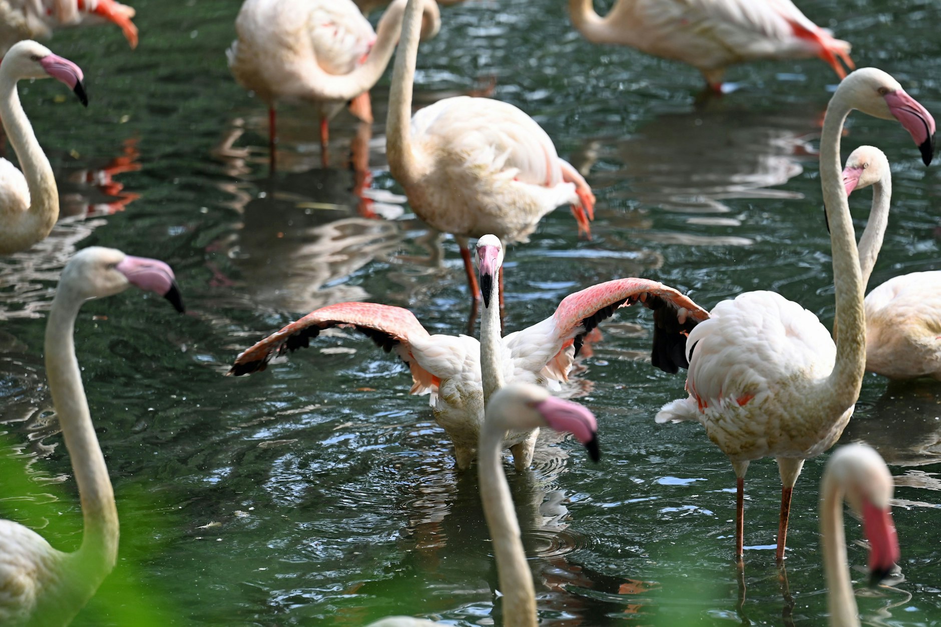 Die Flamingos im Berliner Zoo&nbsp; &nbsp;&nbsp;