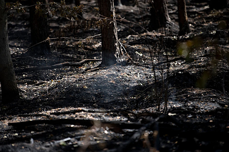 Sommer vergangenen Jahres: im verbrannten Grunewald