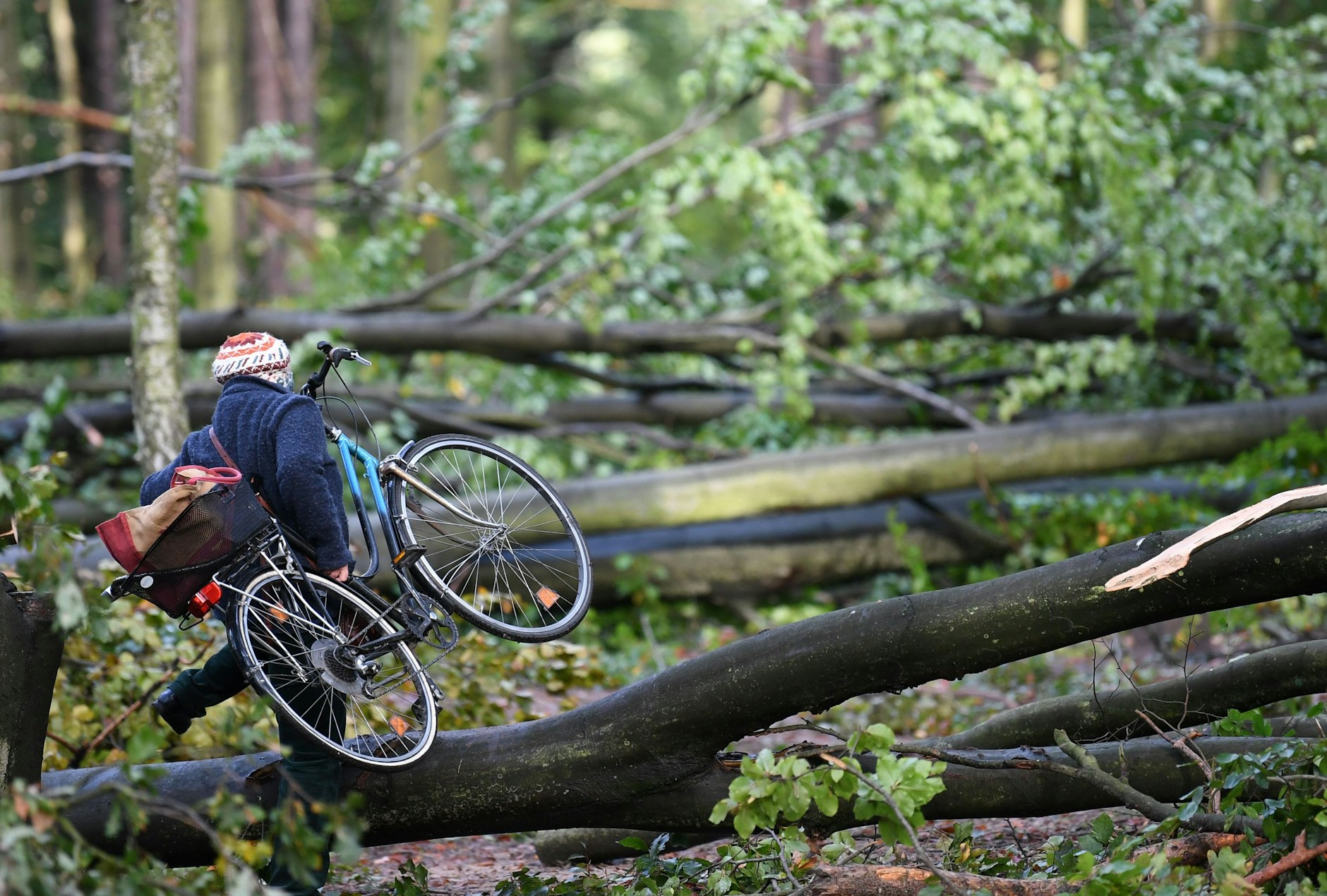 Eine Fahrradfahrerin steigt in einem Waldgebiet in Berlin-Zehlendorf über einen umgekippten Baum.